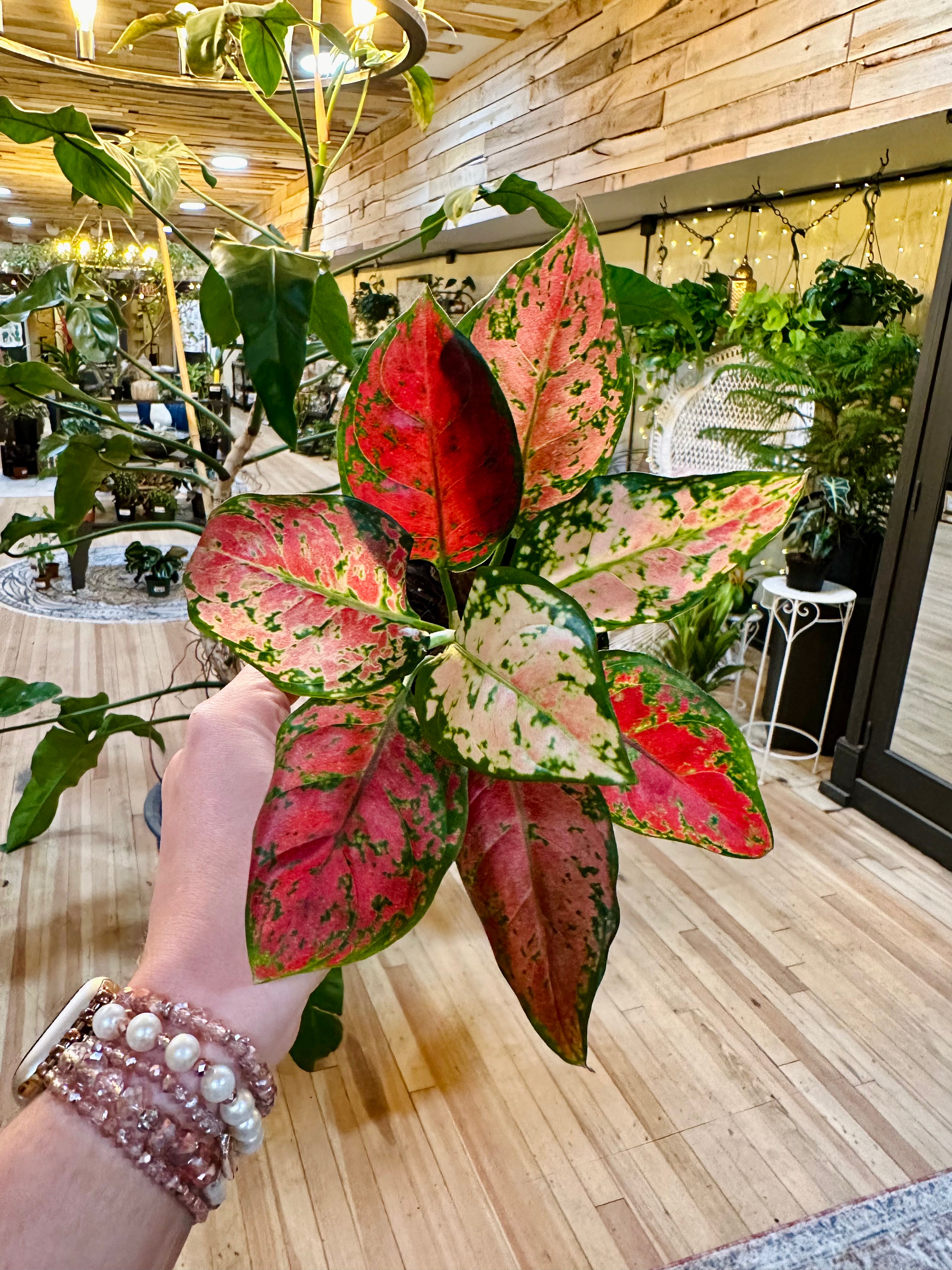 Aglaonema Black Maroon 4" – Grows on Main