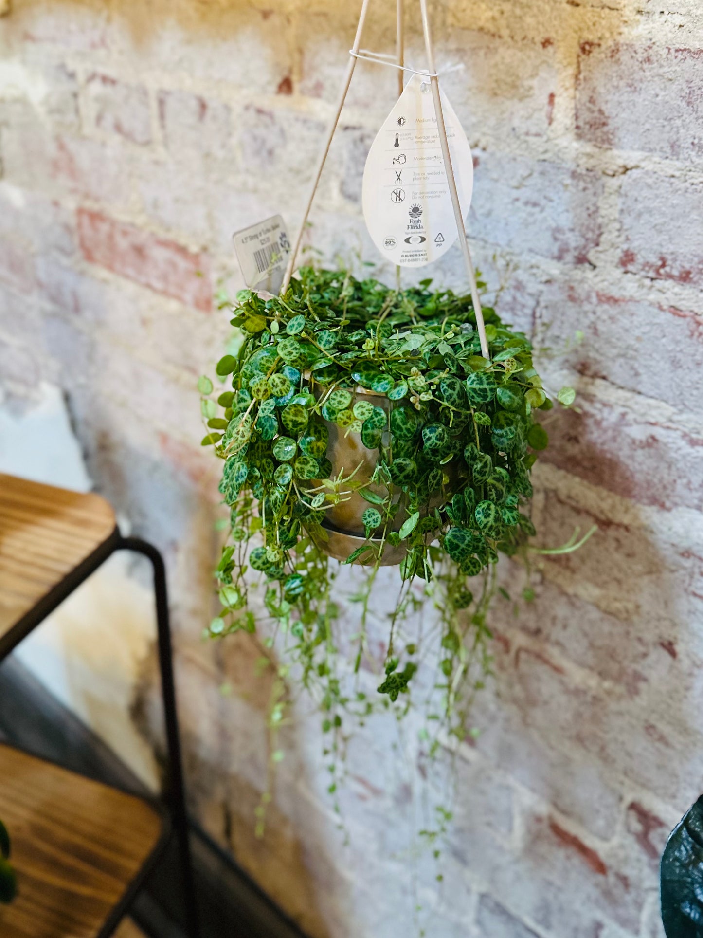 4.5" String of Turtles Basket