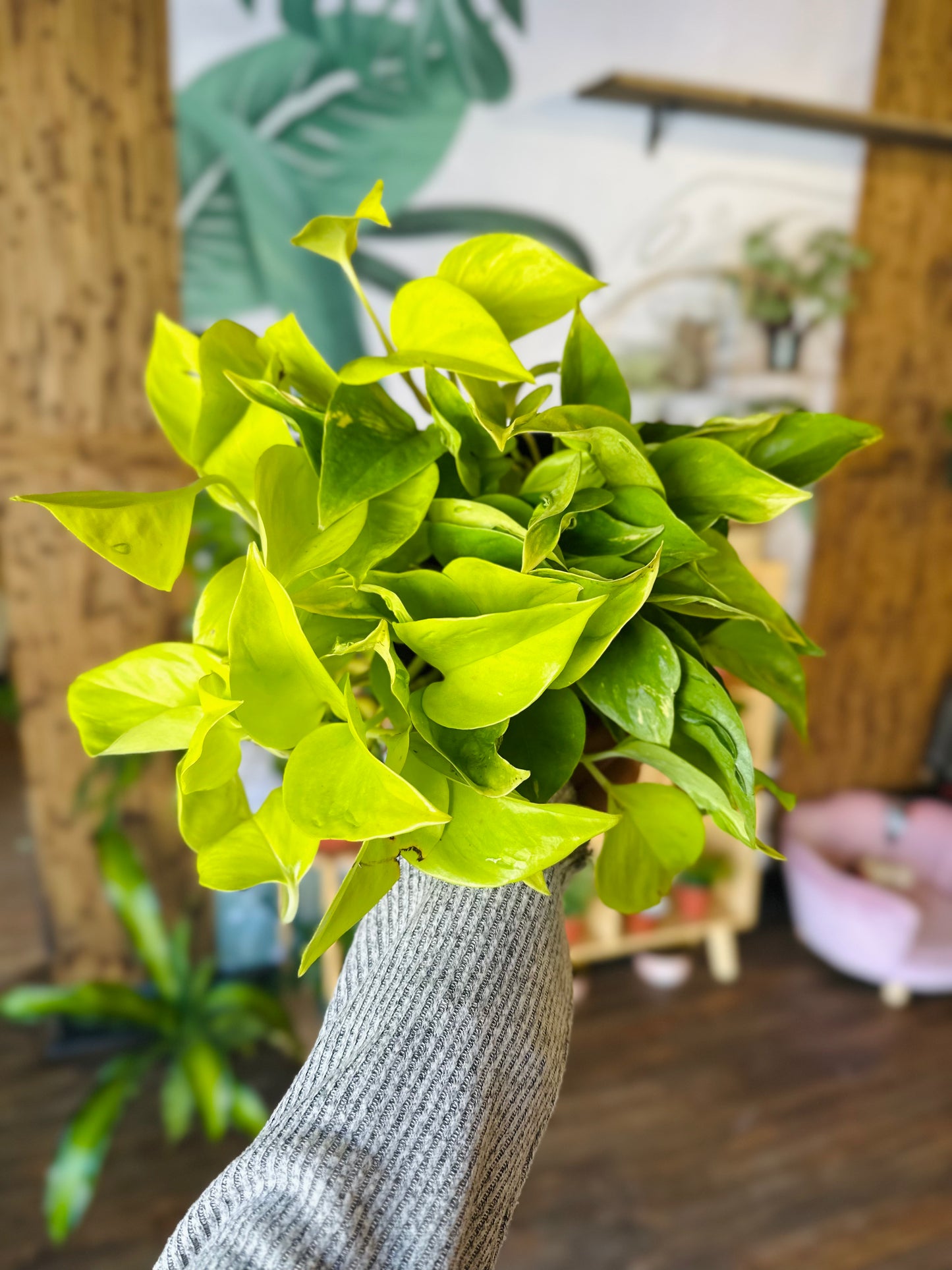 6" Champs Elysees Pothos