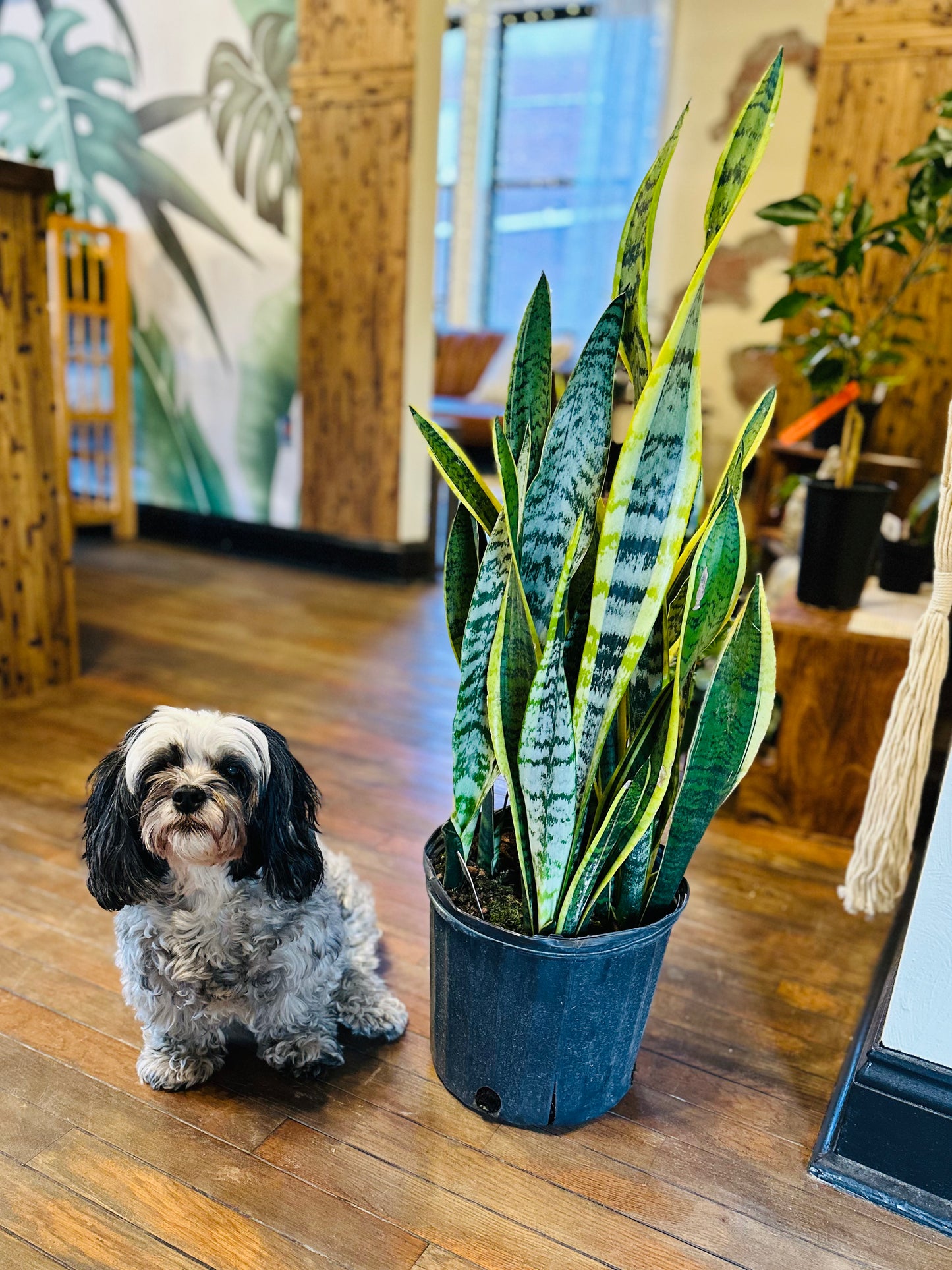 10" Laurentii Snake Plant