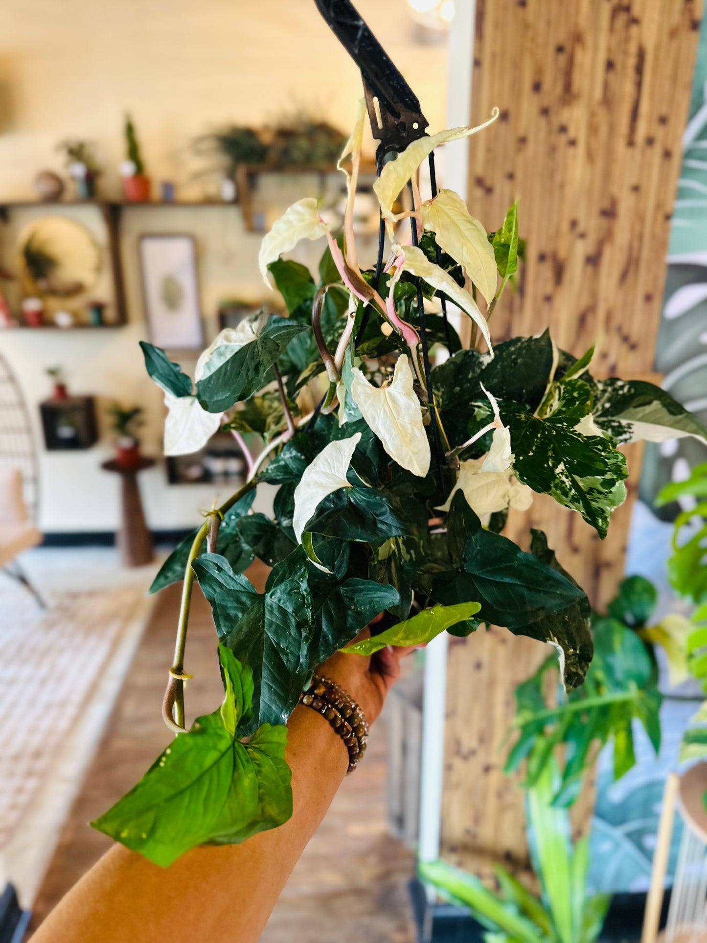 8" Syngonium Albo Basket