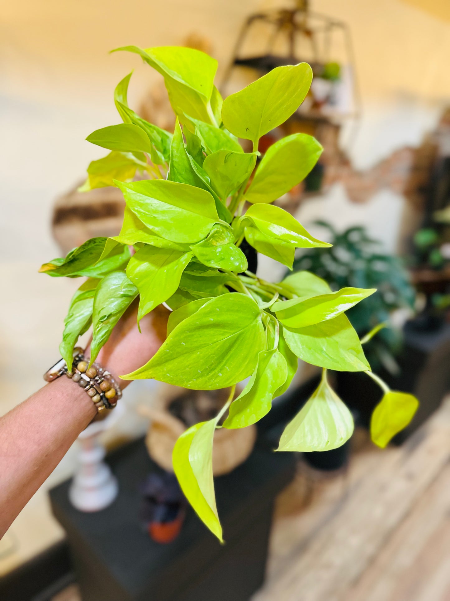 4" Pothos Sao Paulo