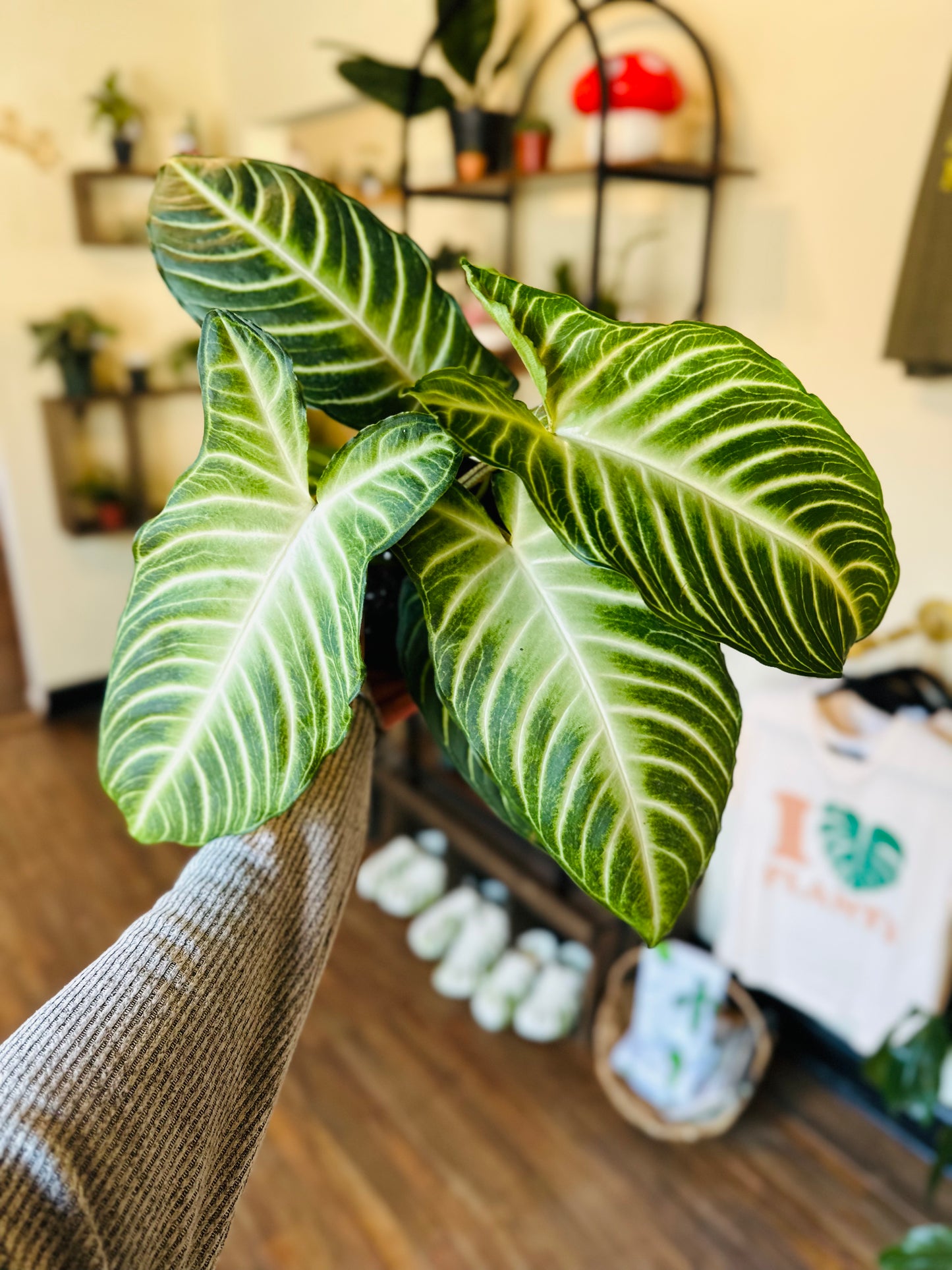 6' Xanthosoma Lindenii Magnificum