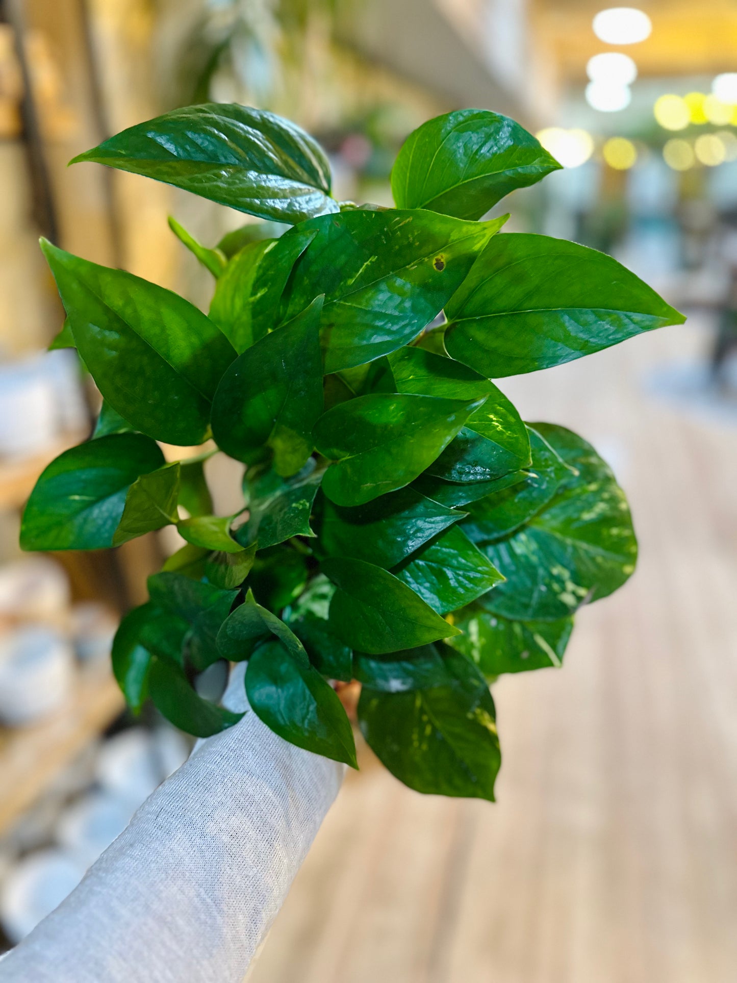 4" Golden Pothos