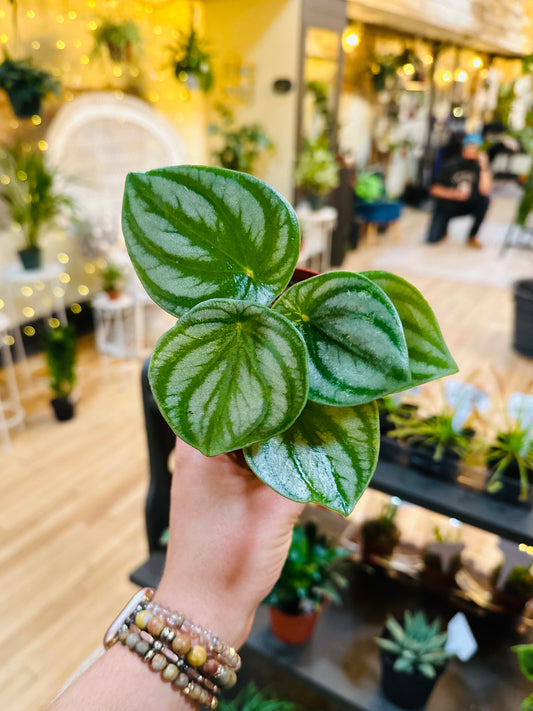 4" Watermelon Peperomia