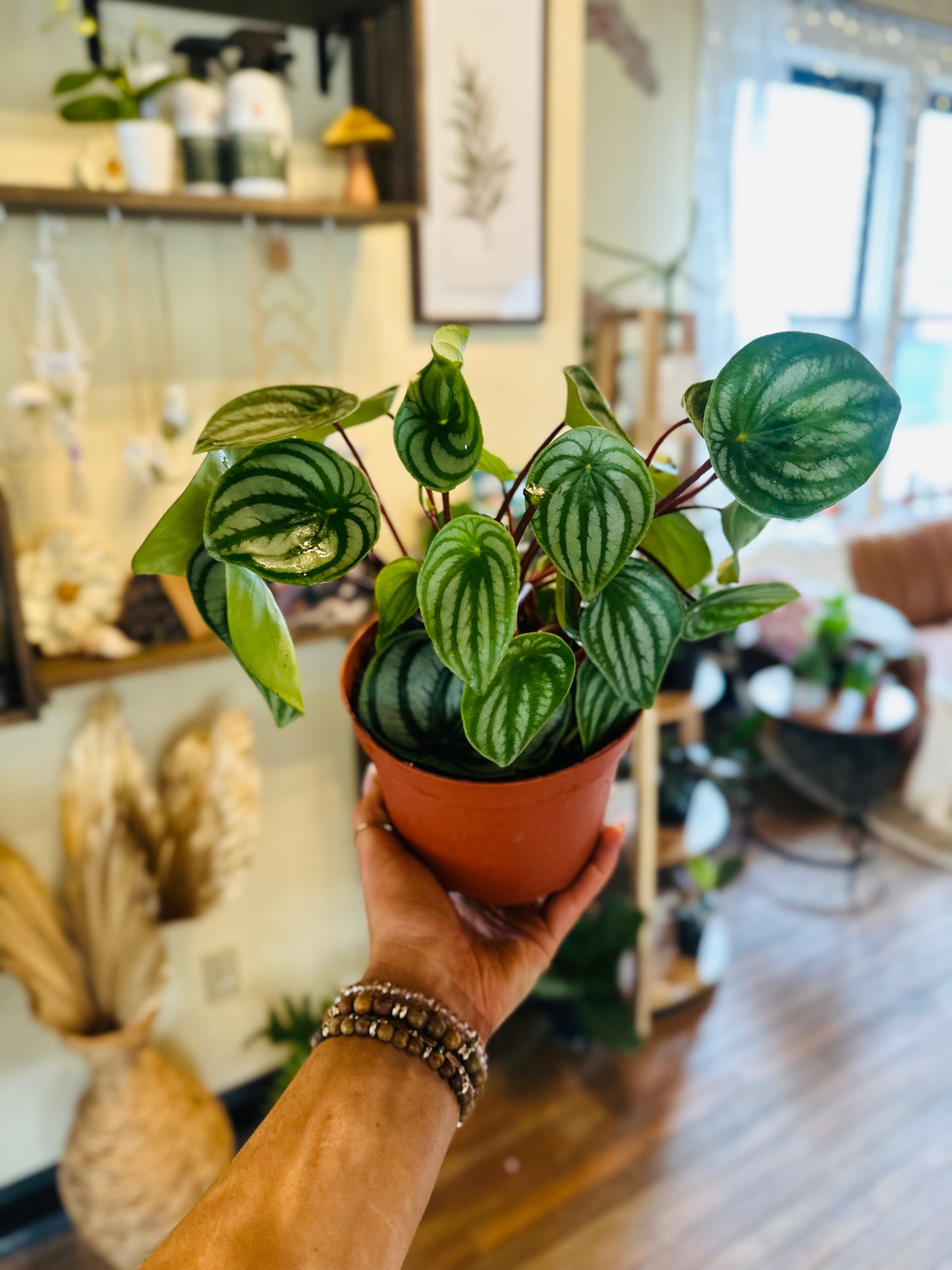 6" Watermelon Peperomia