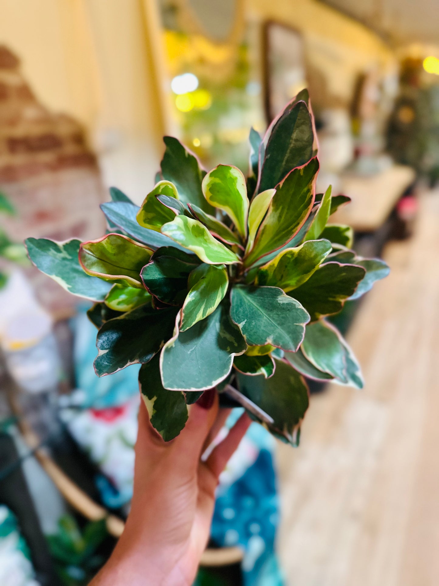 4" Peperomia Ginny