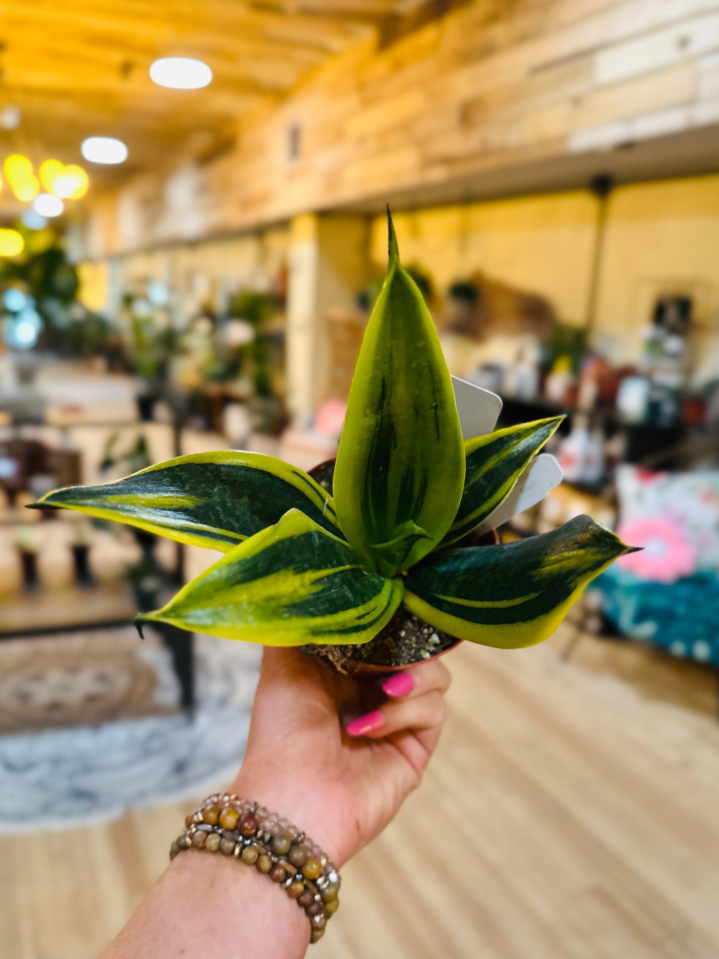 4" Snake Plant Flame