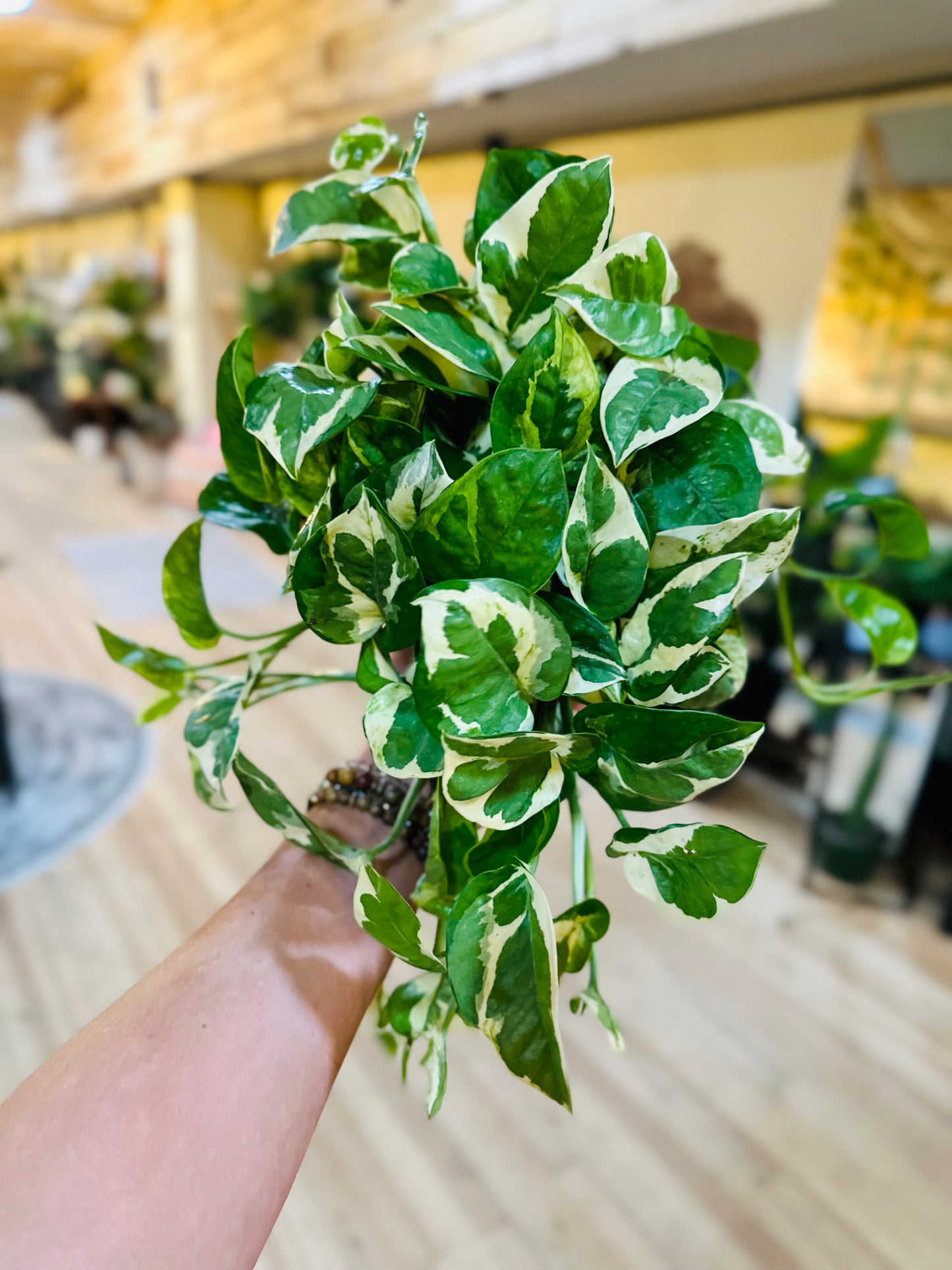 6" Pearls & Jade Pothos