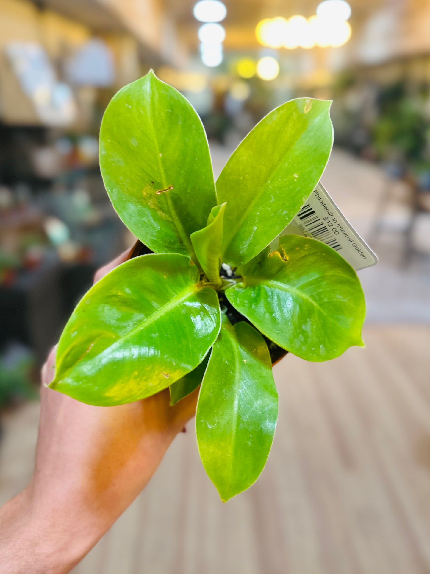 4" Philodendron Imperial Golden