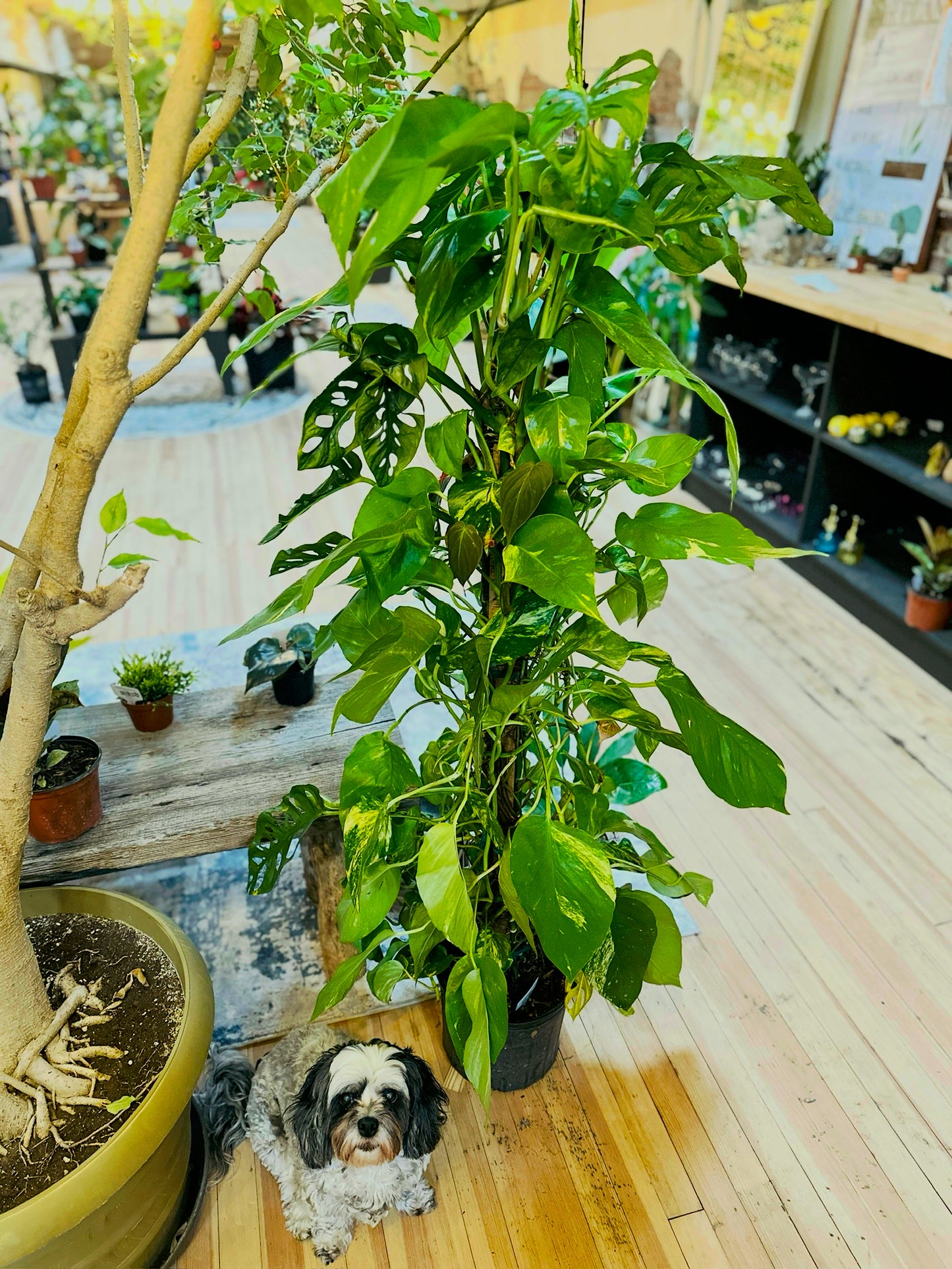 10" Frankenstein Totem