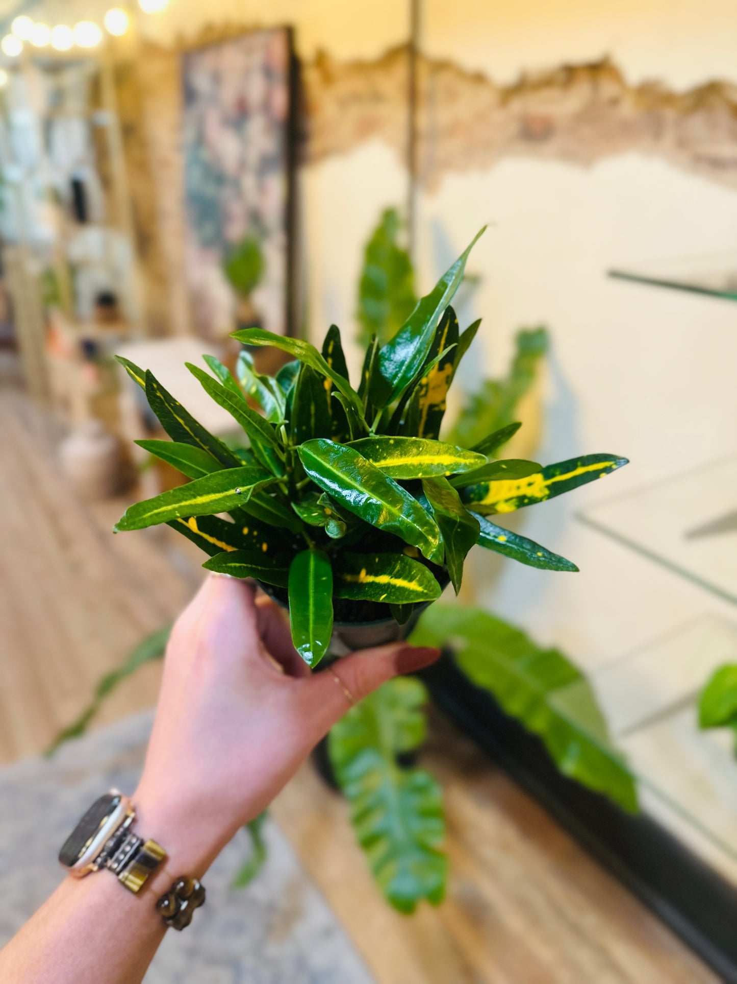 4" Sunny Star Croton