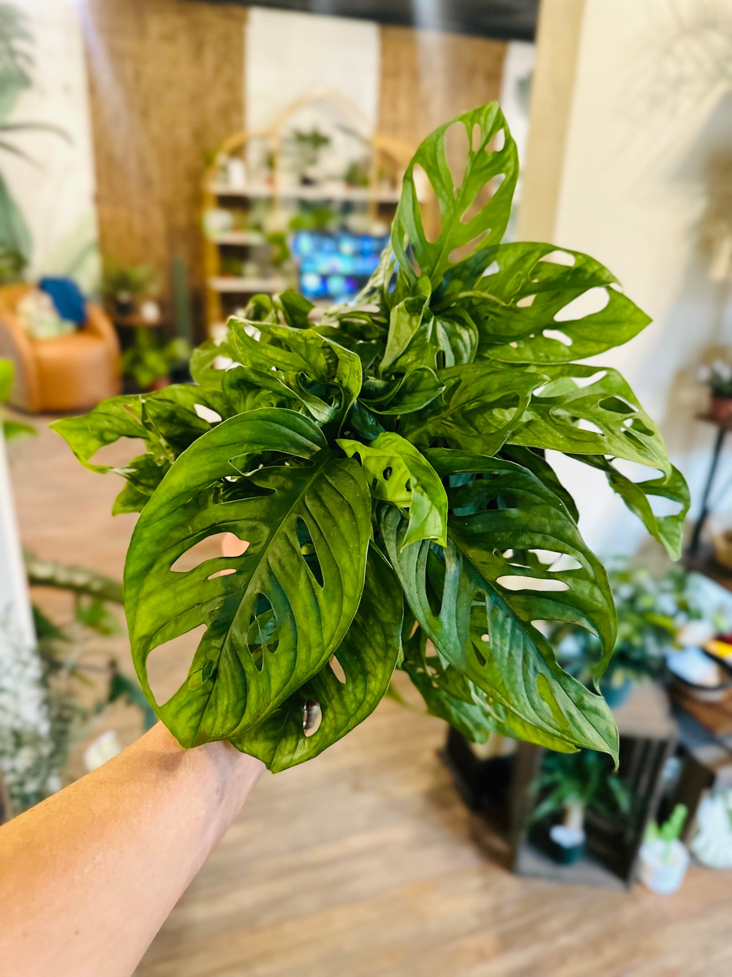 6" Monstera Adansonii