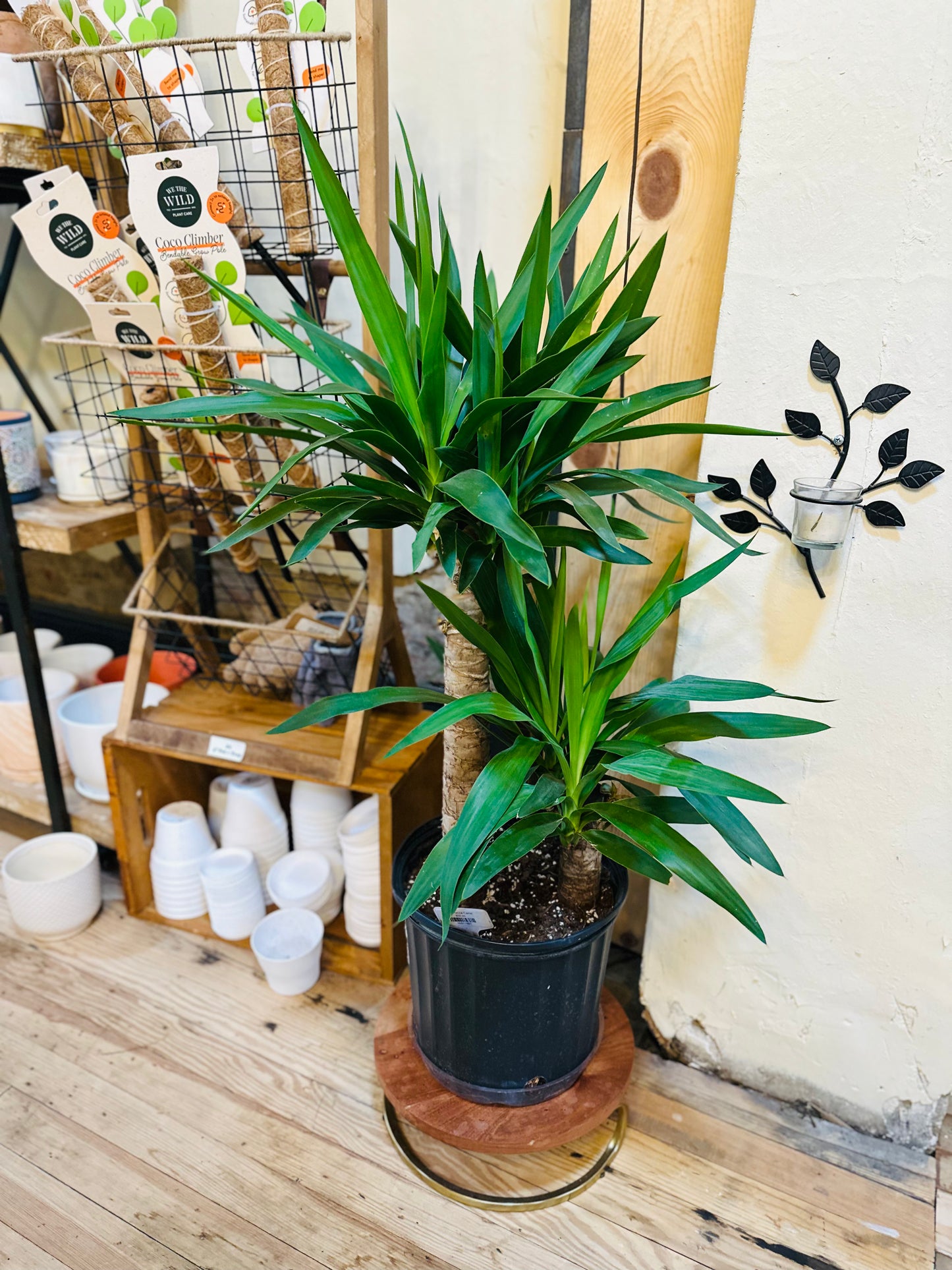 10" Yucca Cane