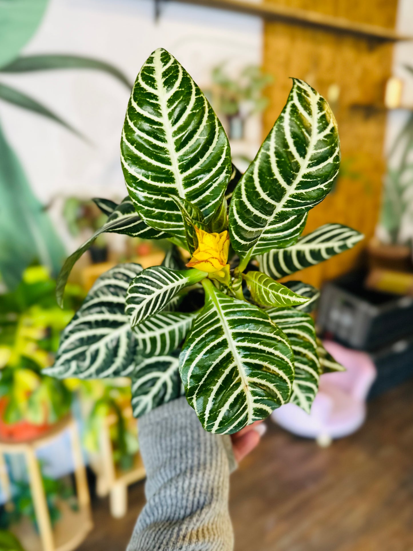 6" Zebra Plant