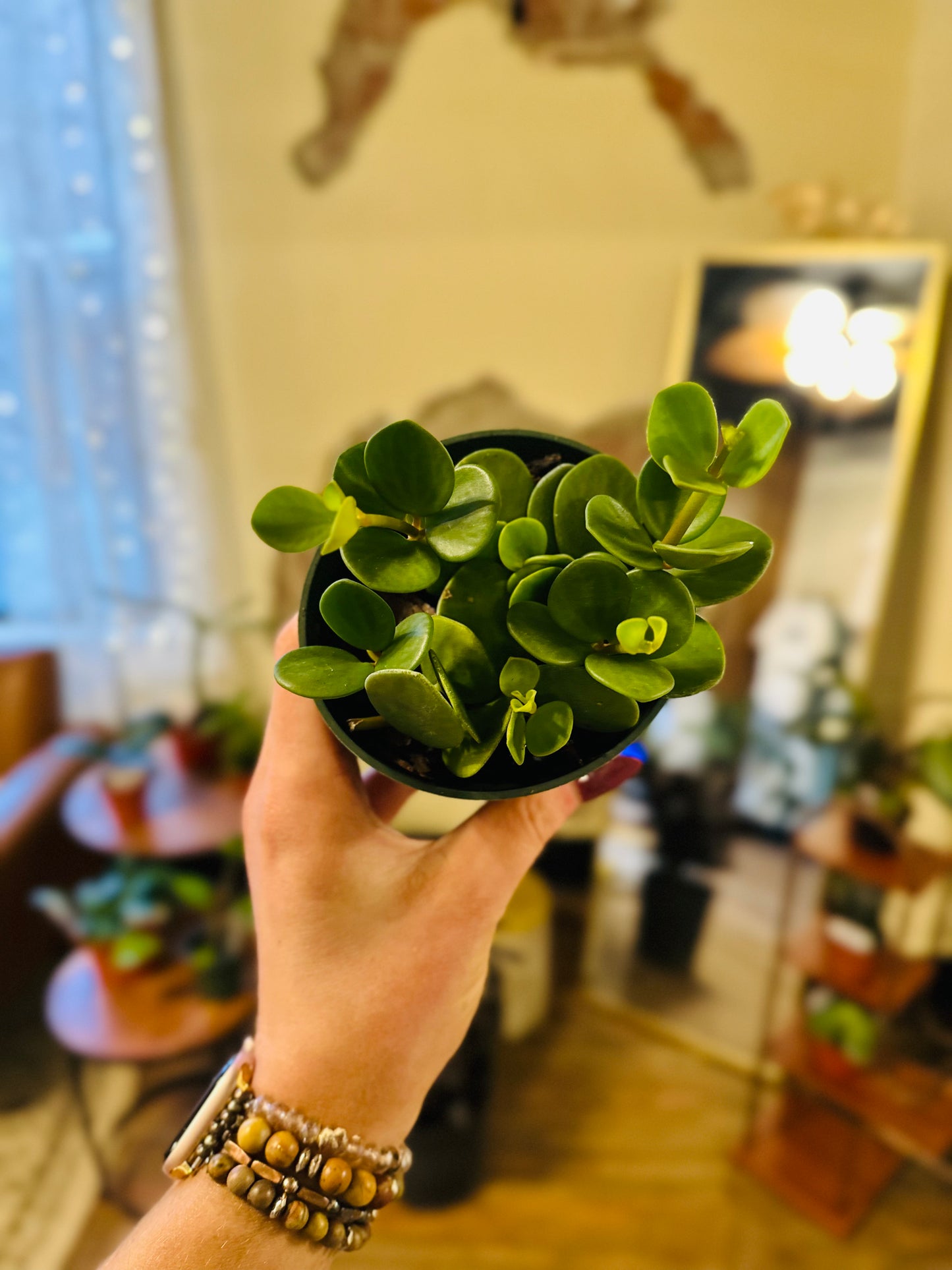 4" Peperomia Hope