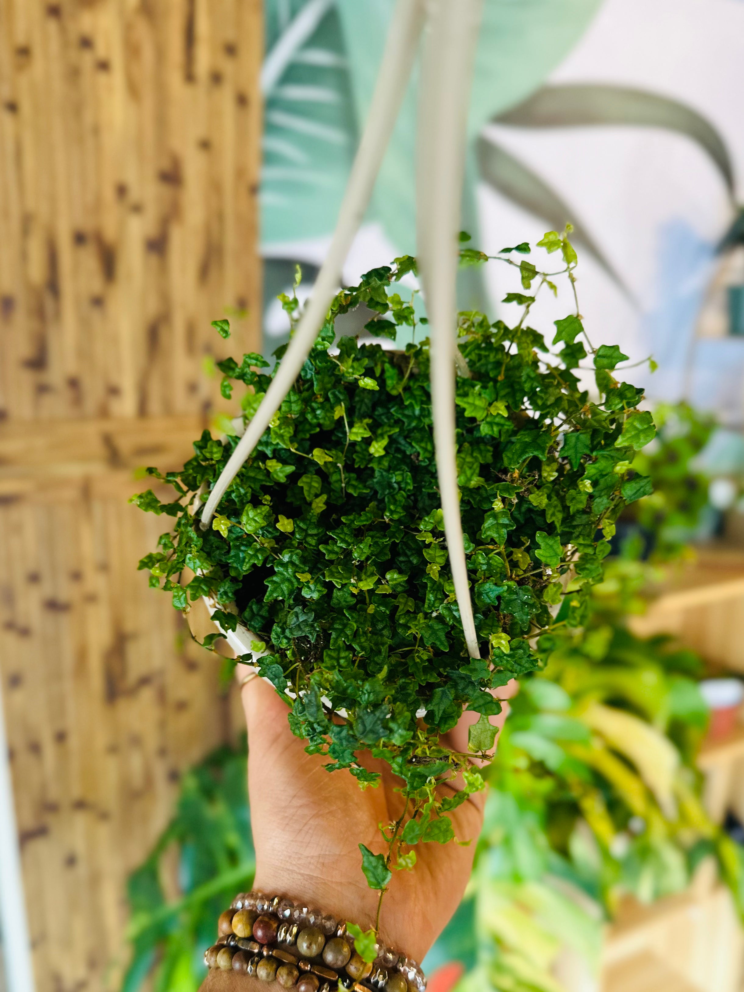 frog leg succulent 4.5" String of Frogs Basket – Grows on Main
