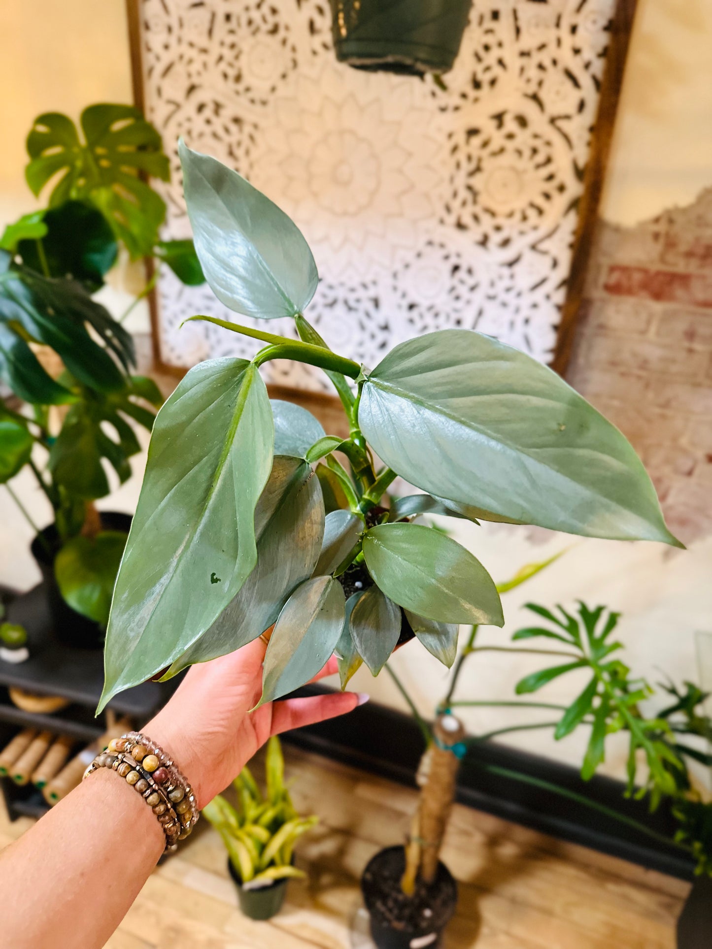 4" Philodendron Silver Sword
