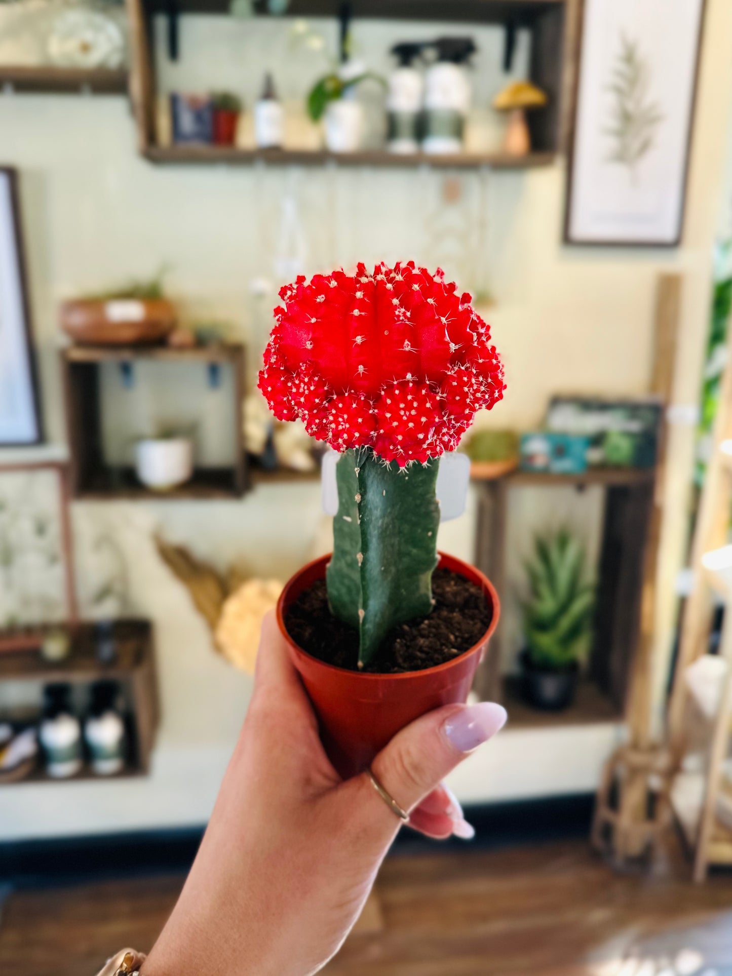 2.5" Moon Cactus