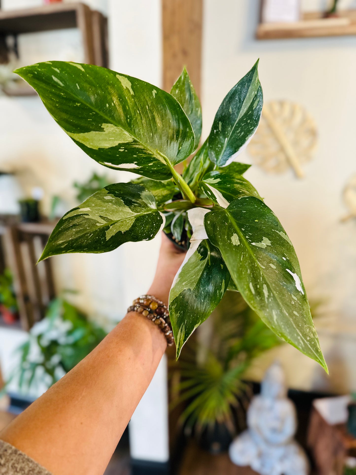 4" Philodendron White Princess