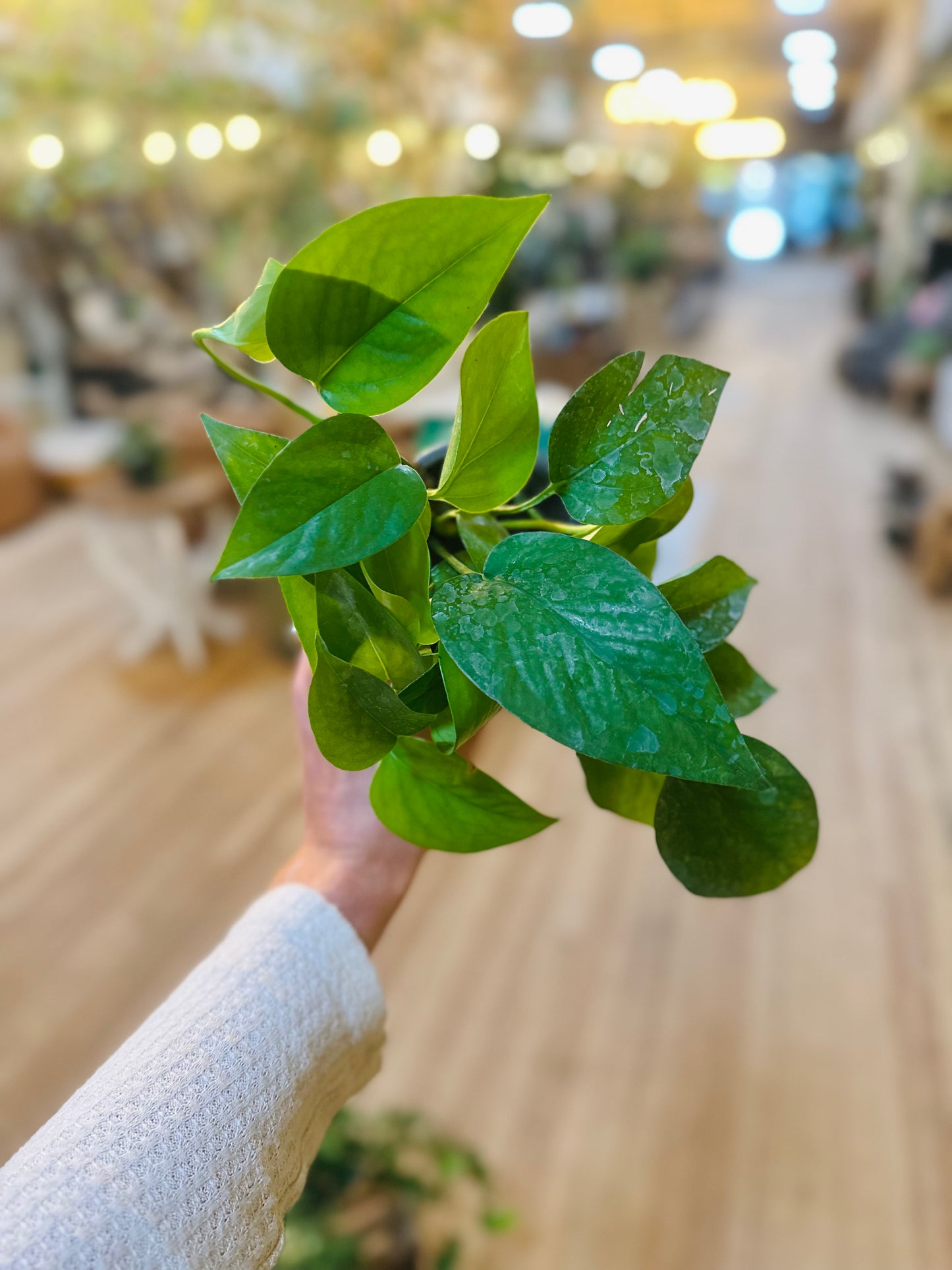 4" Jade Pothos