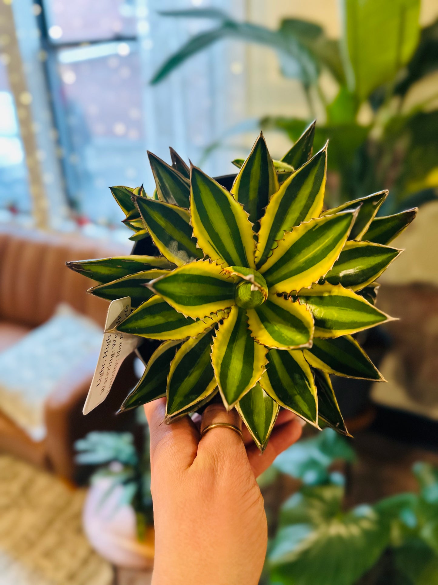 6" Agave Quadricolor