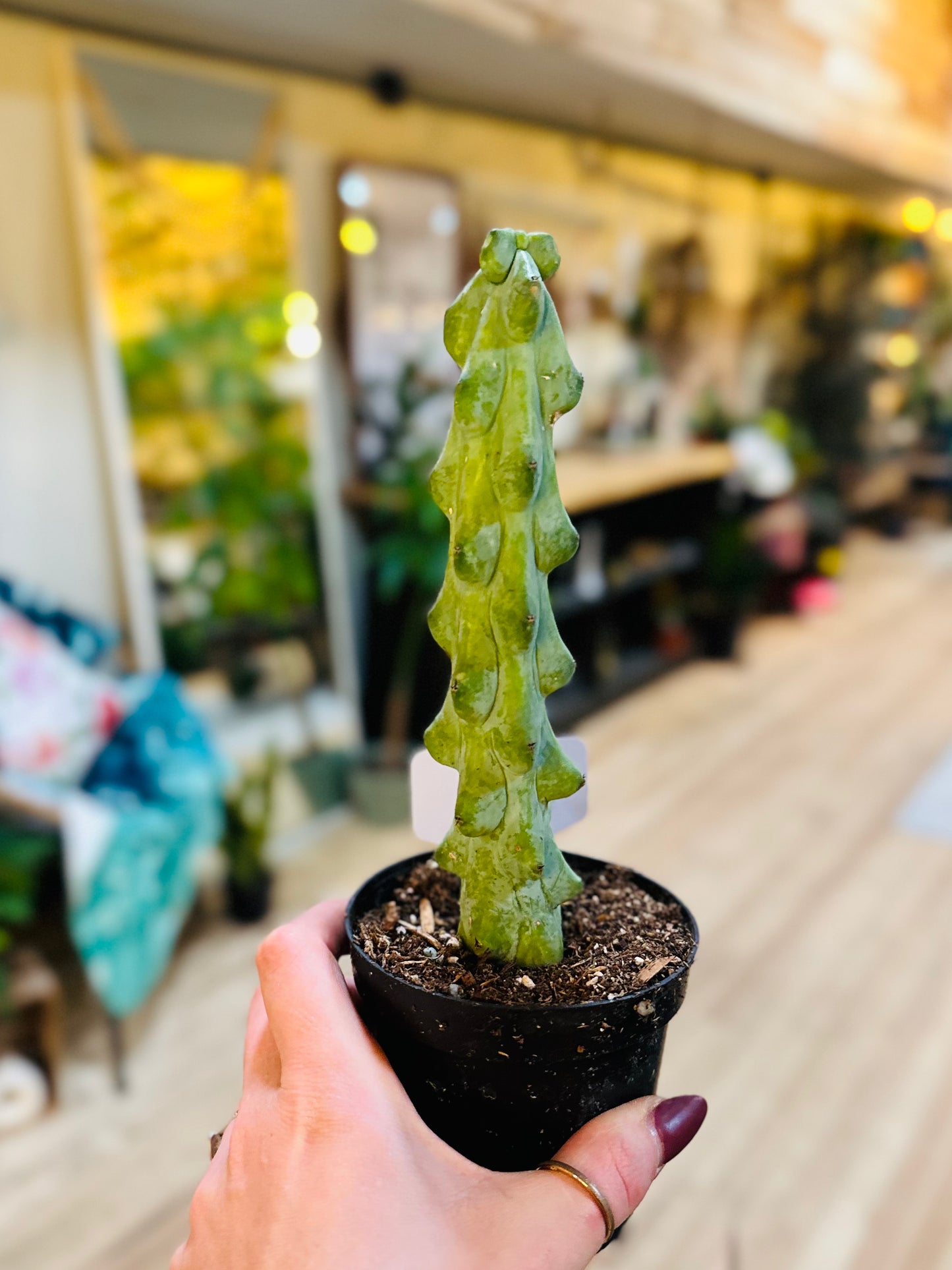 4" Boobie Cactus