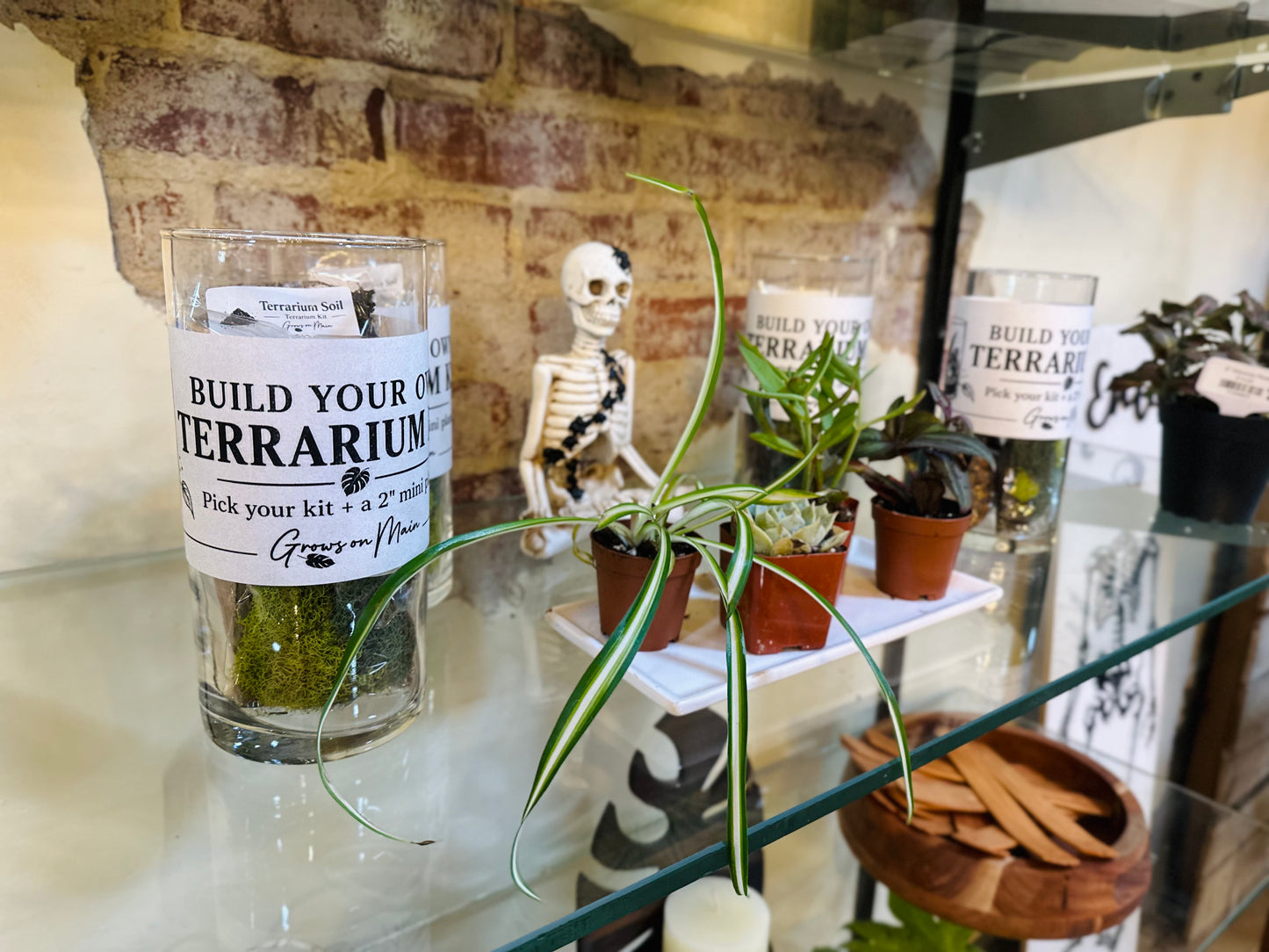 Build Your Own Terrarium