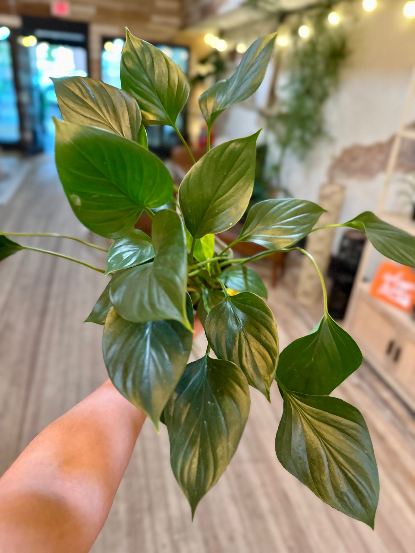 4" Homalomena Emerald Gem