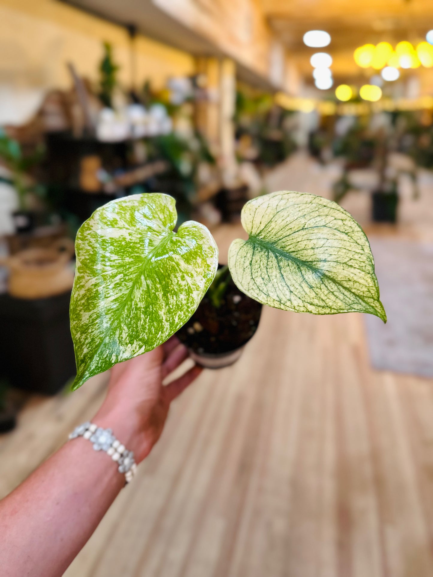 4" Monstera Mint