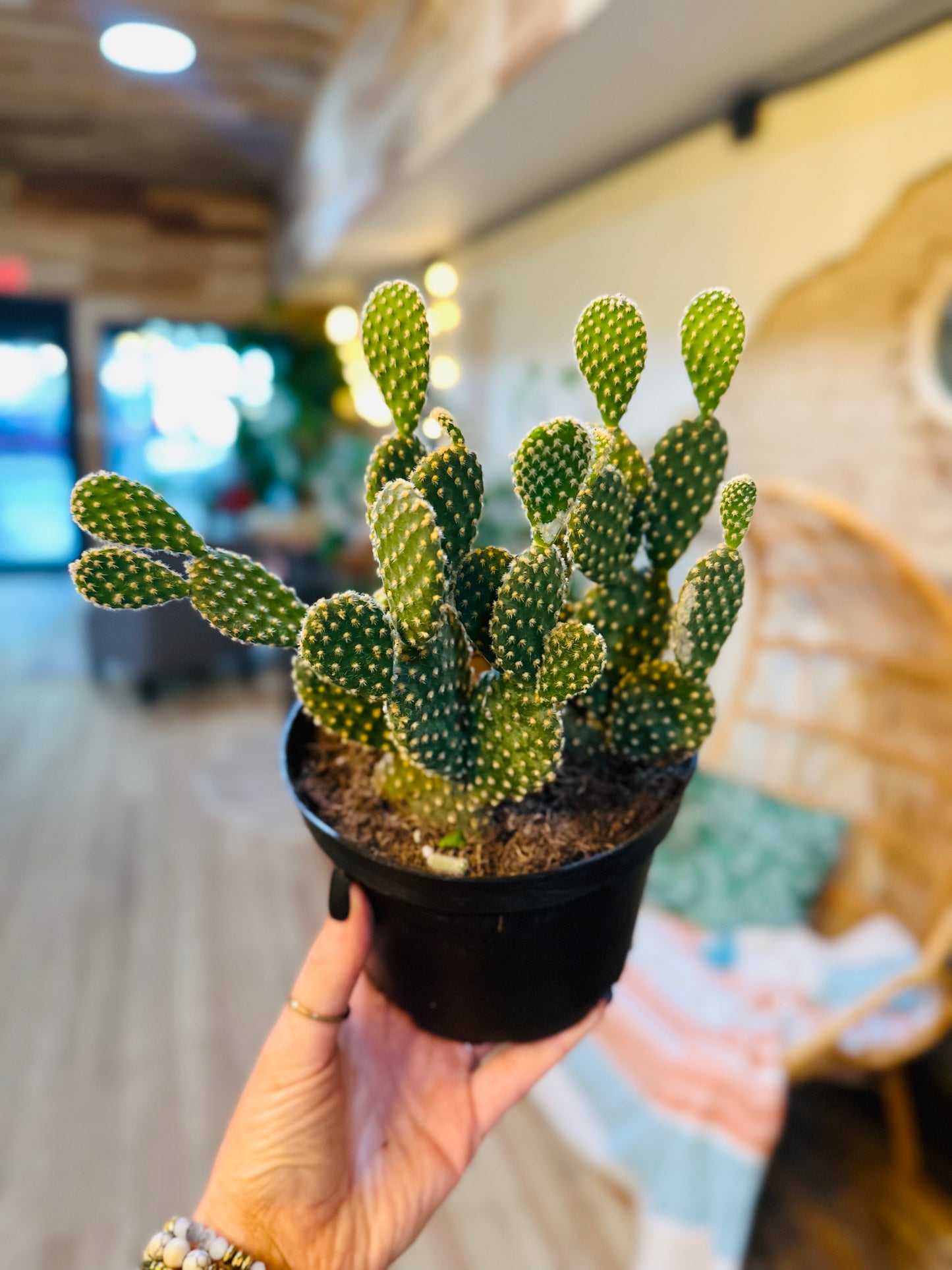 6" Opuntia Bunny Ears