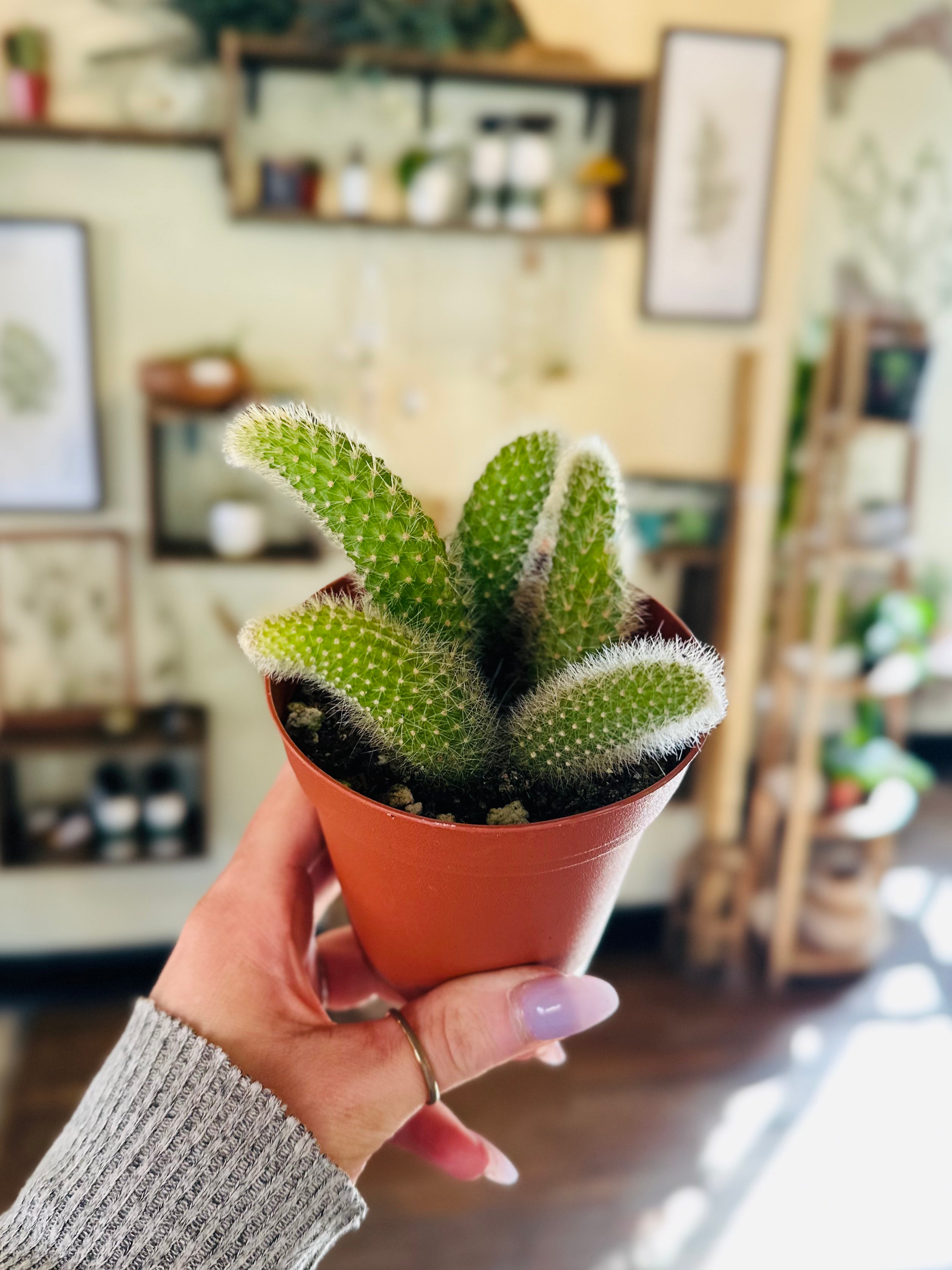 4" Monkey Tail Cactus  Grows on Main