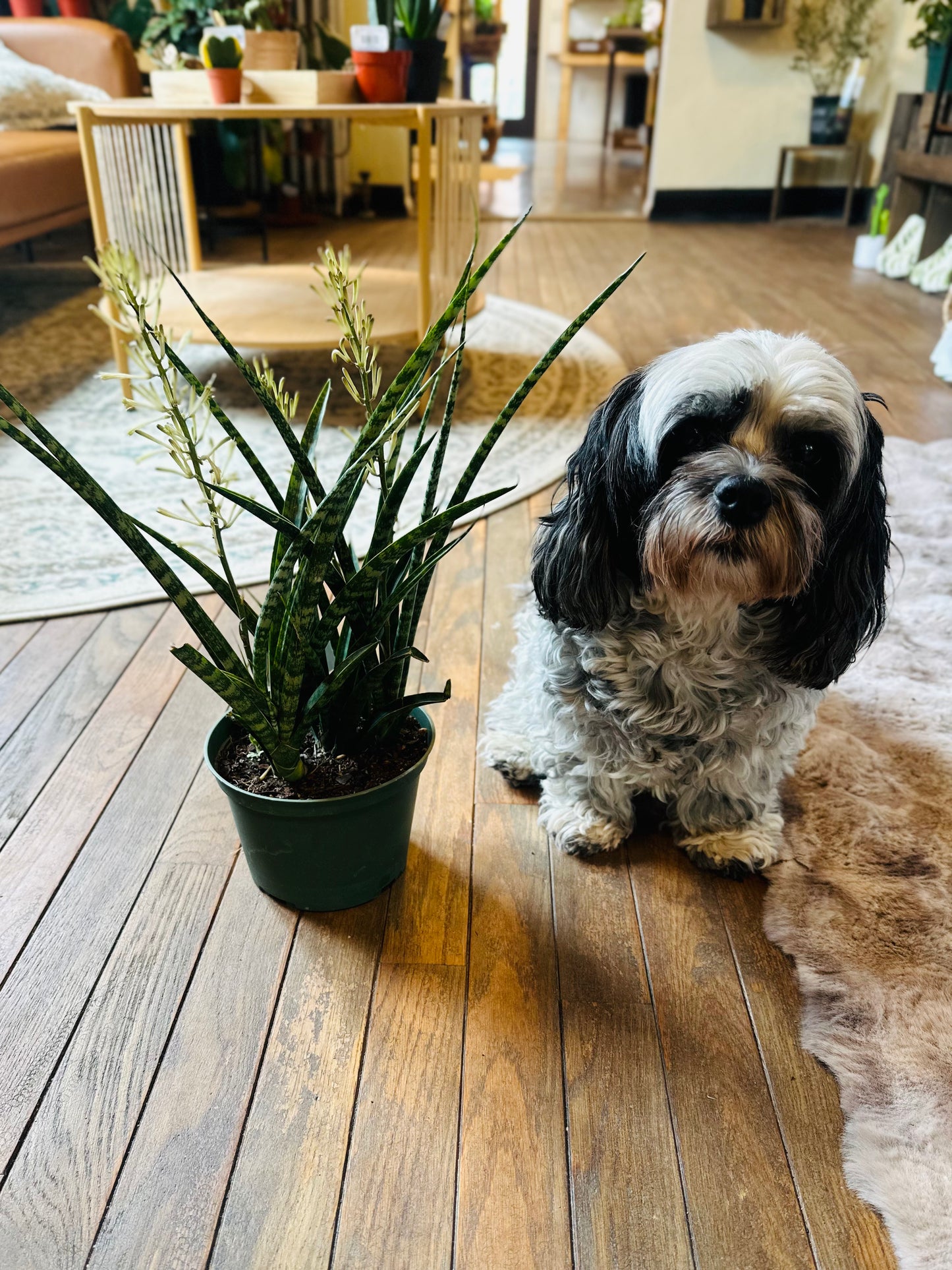 6" Fernwood Snake Plant
