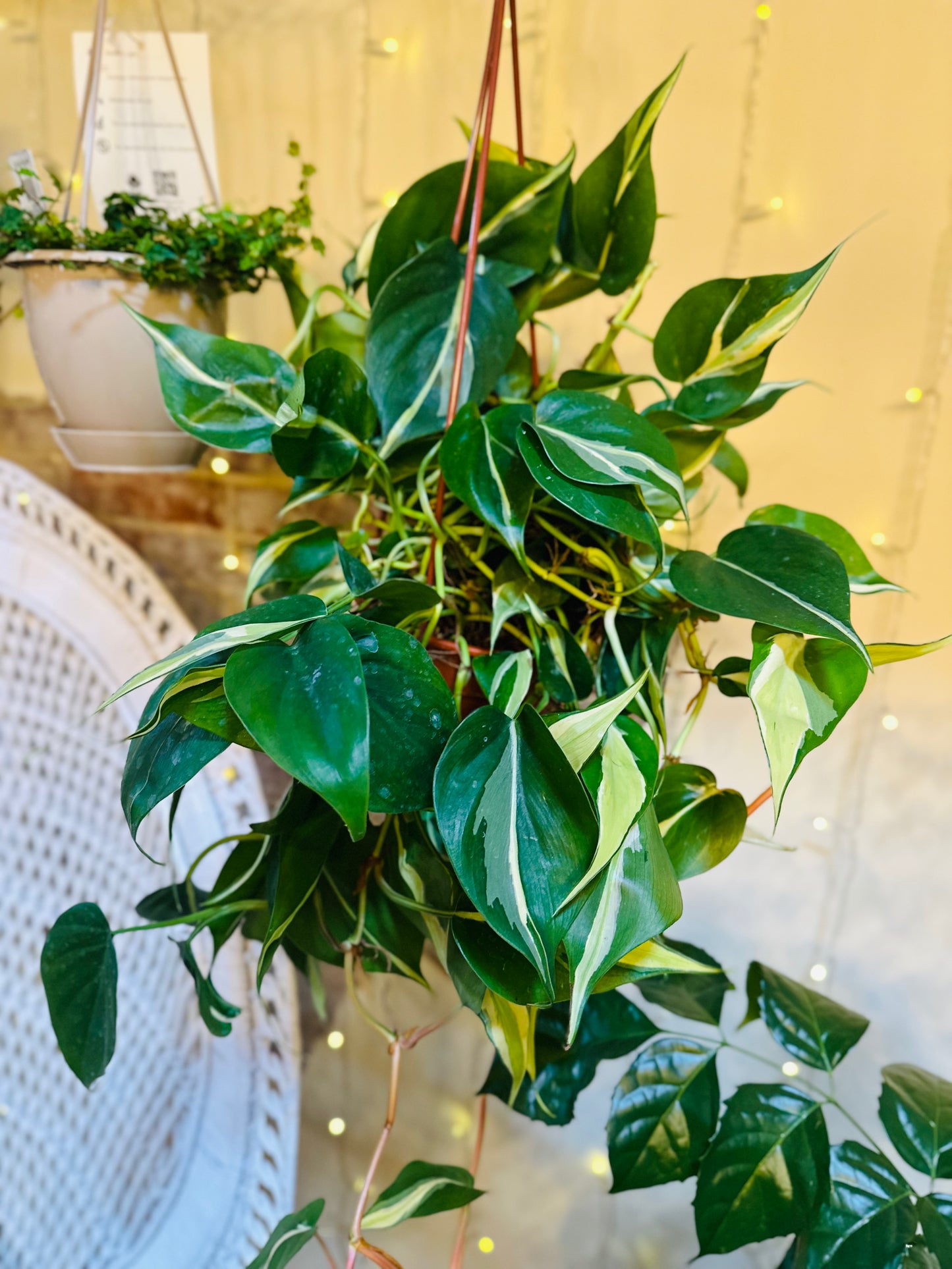 6" Philodendron Silver Stripe Basket