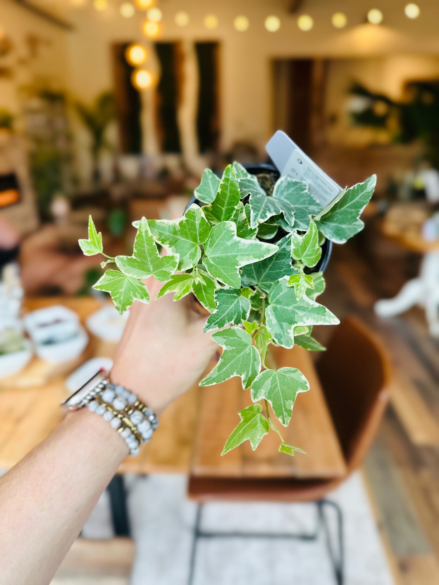 4" Variegated English Ivy