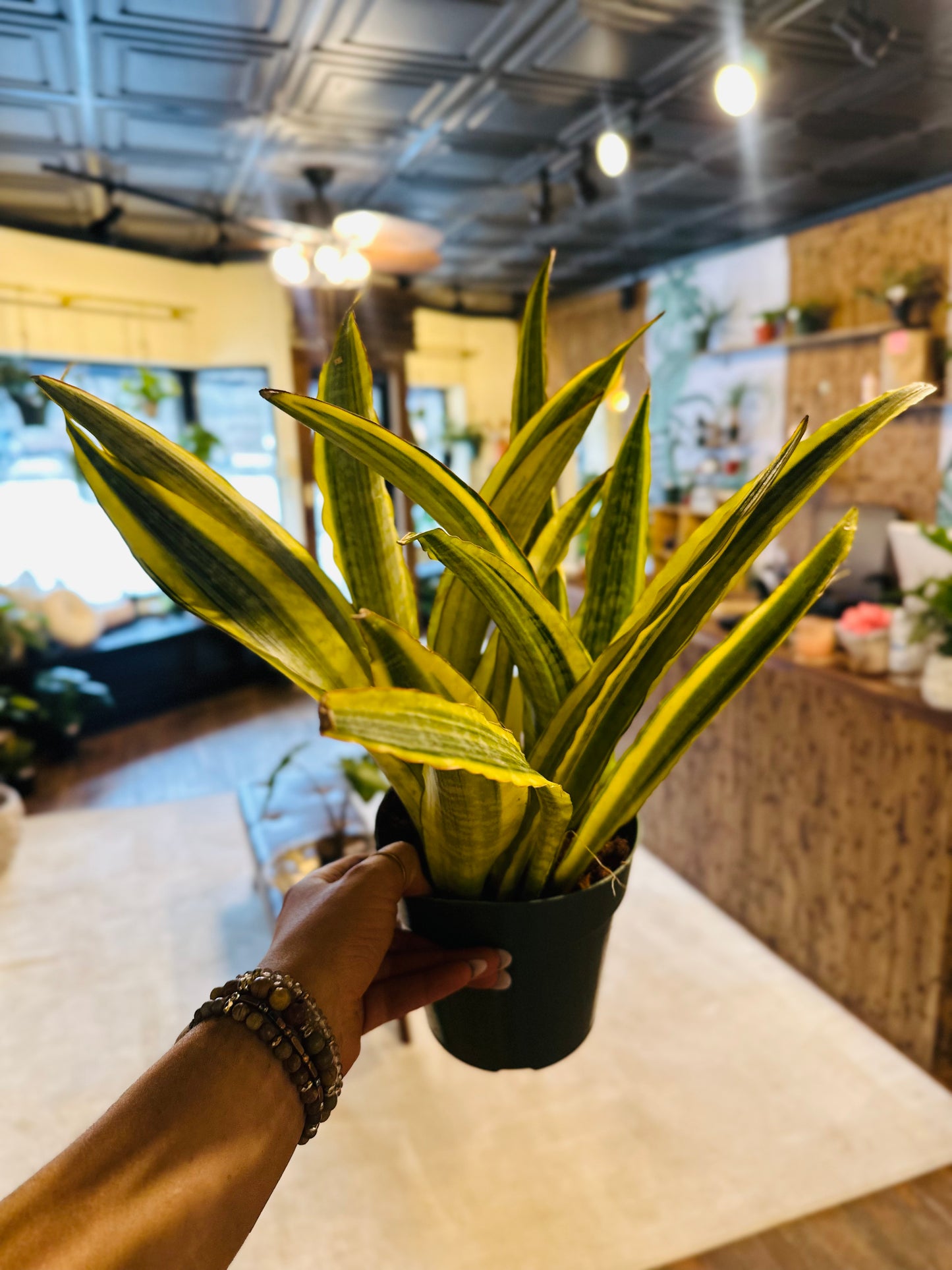 6" Yellowstone Snake Plant