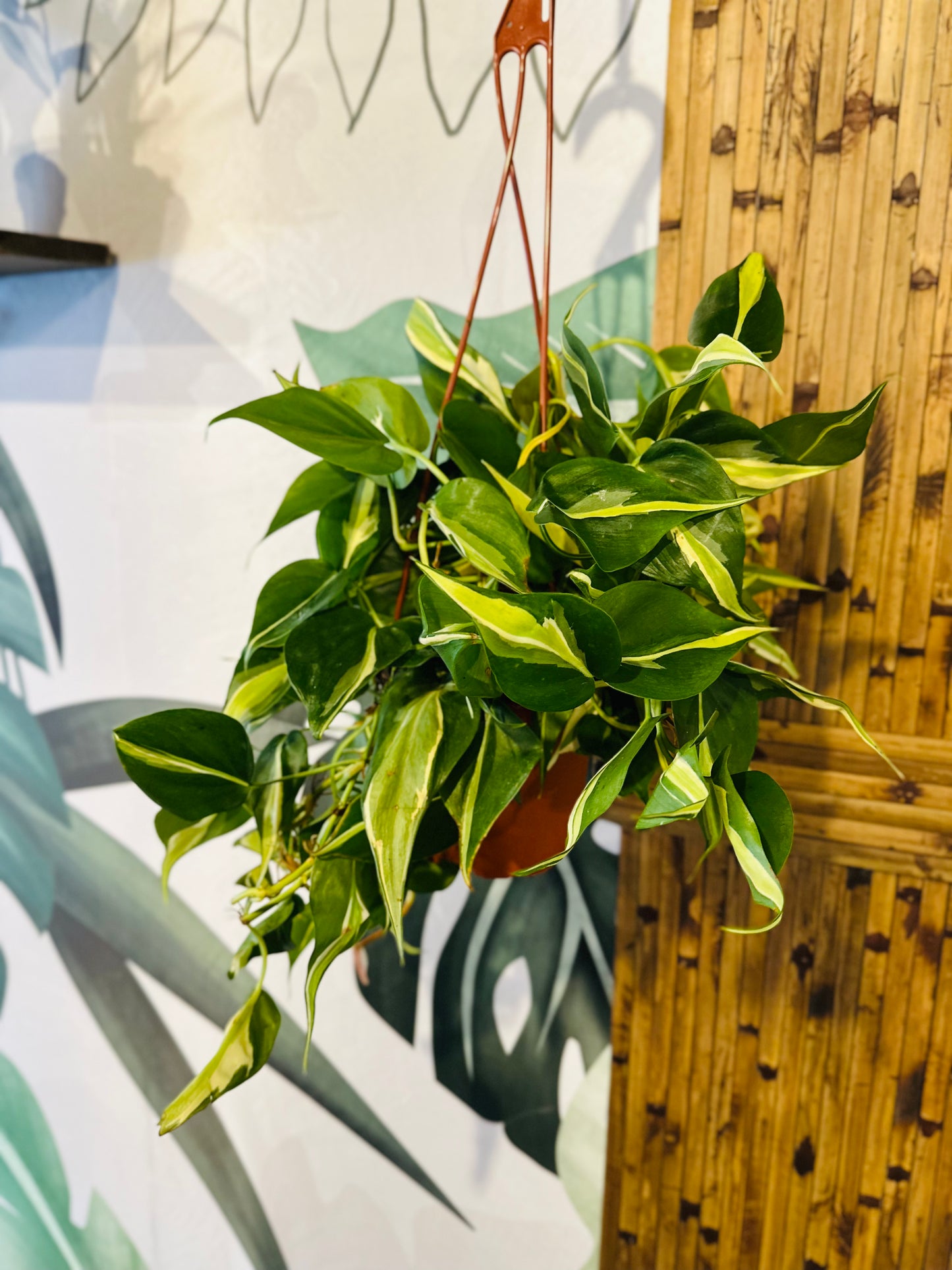 6" Philodendron Silver Stripe Basket
