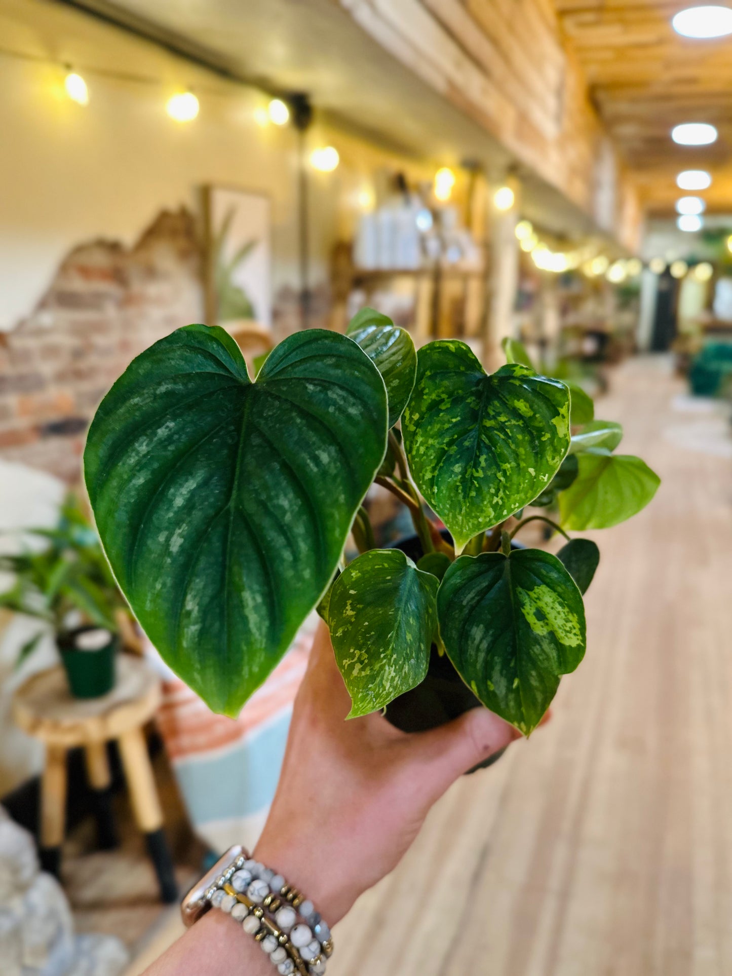4" Philodendron Plowmanii Variegated