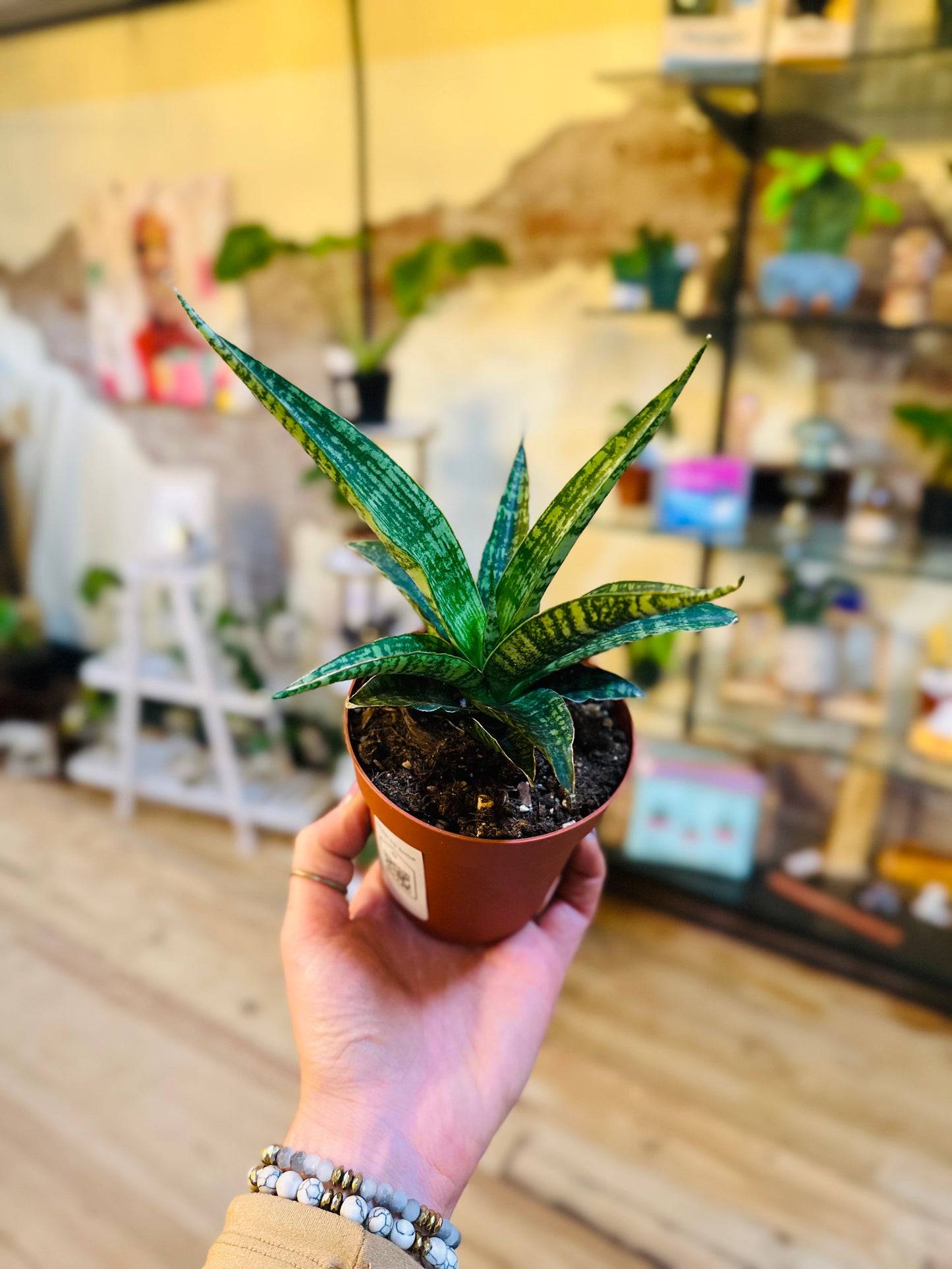 4" Tiger Snake Plant