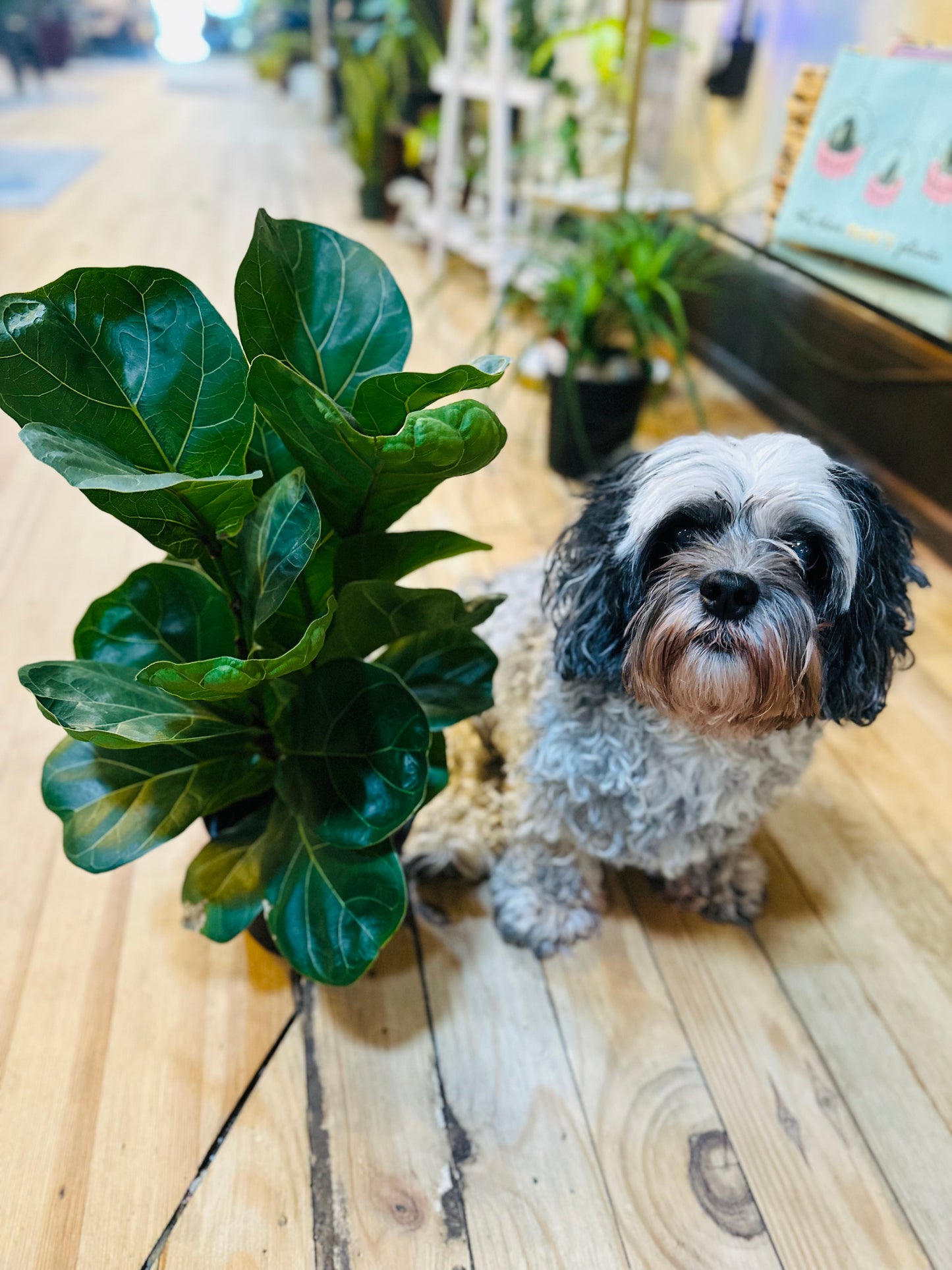 6" Ficus Bambino