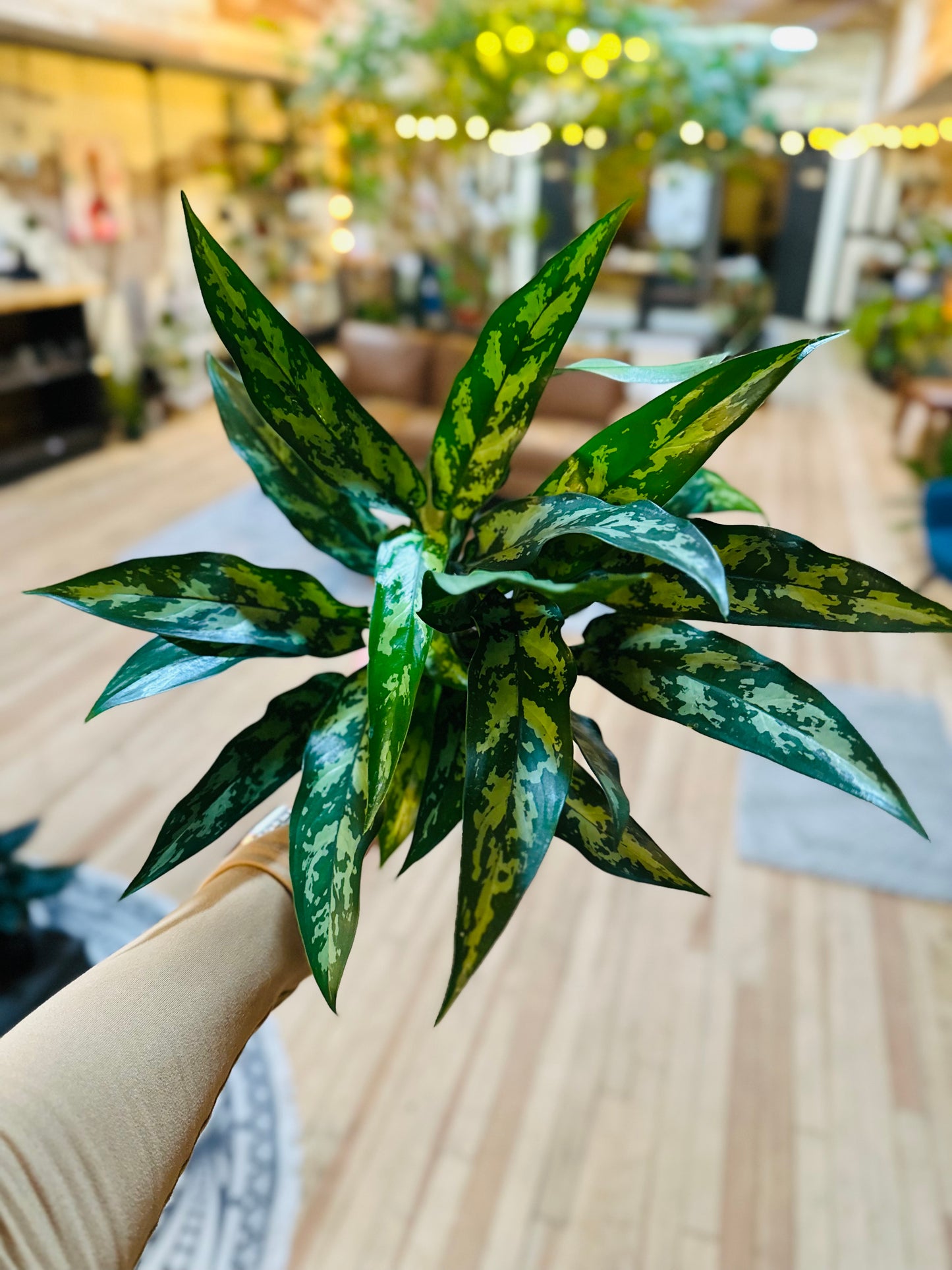 4" Aglaonema Maria