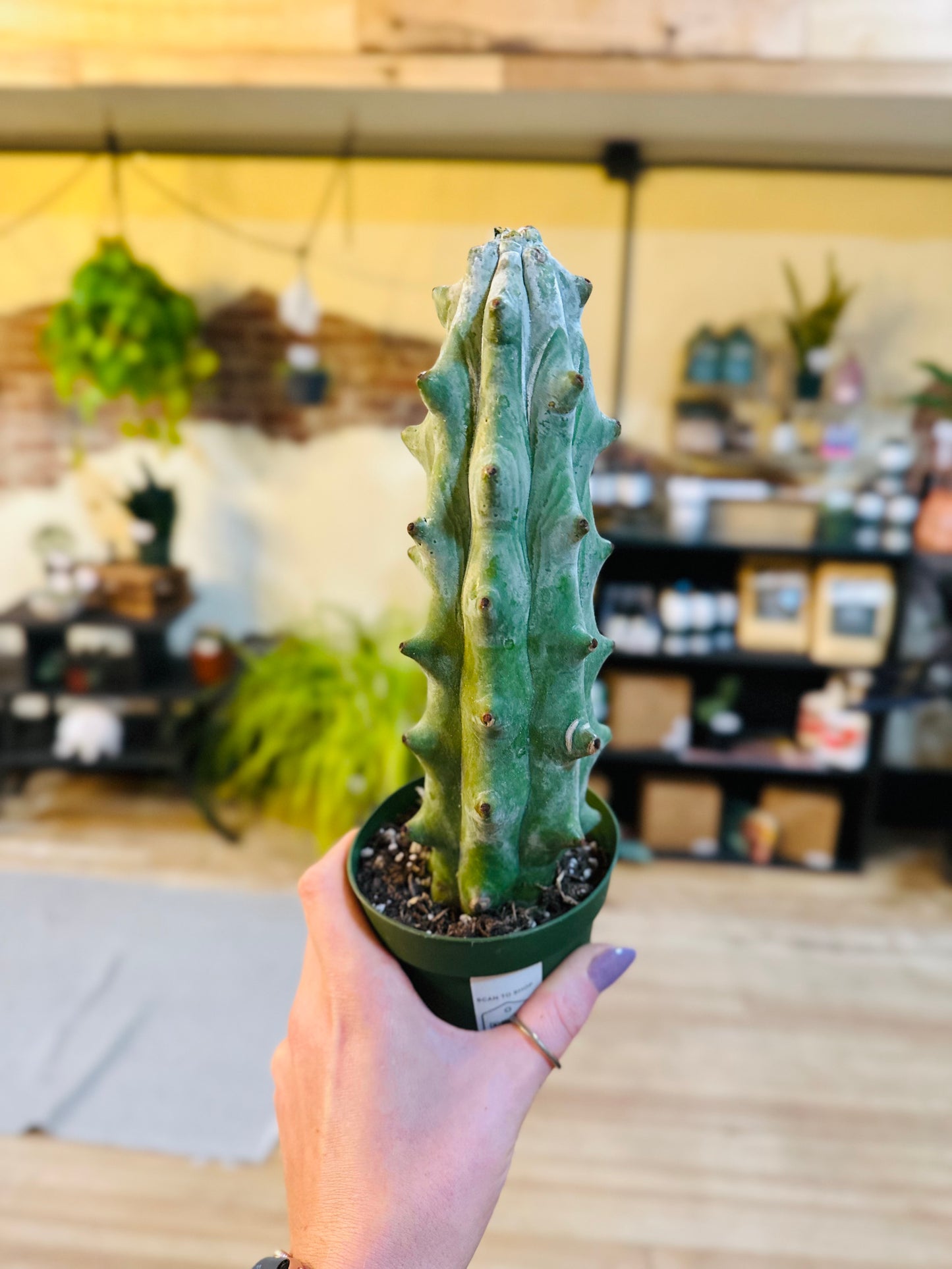 4" White Ghost Boobie Cactus