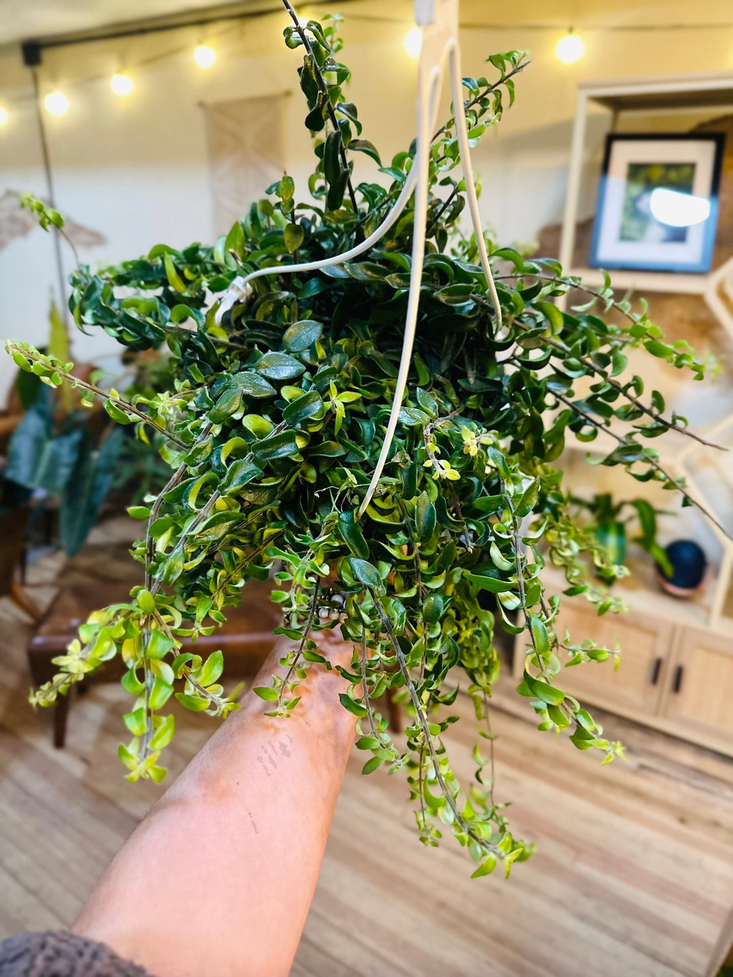4" Lipstick Curly Rasta Basket