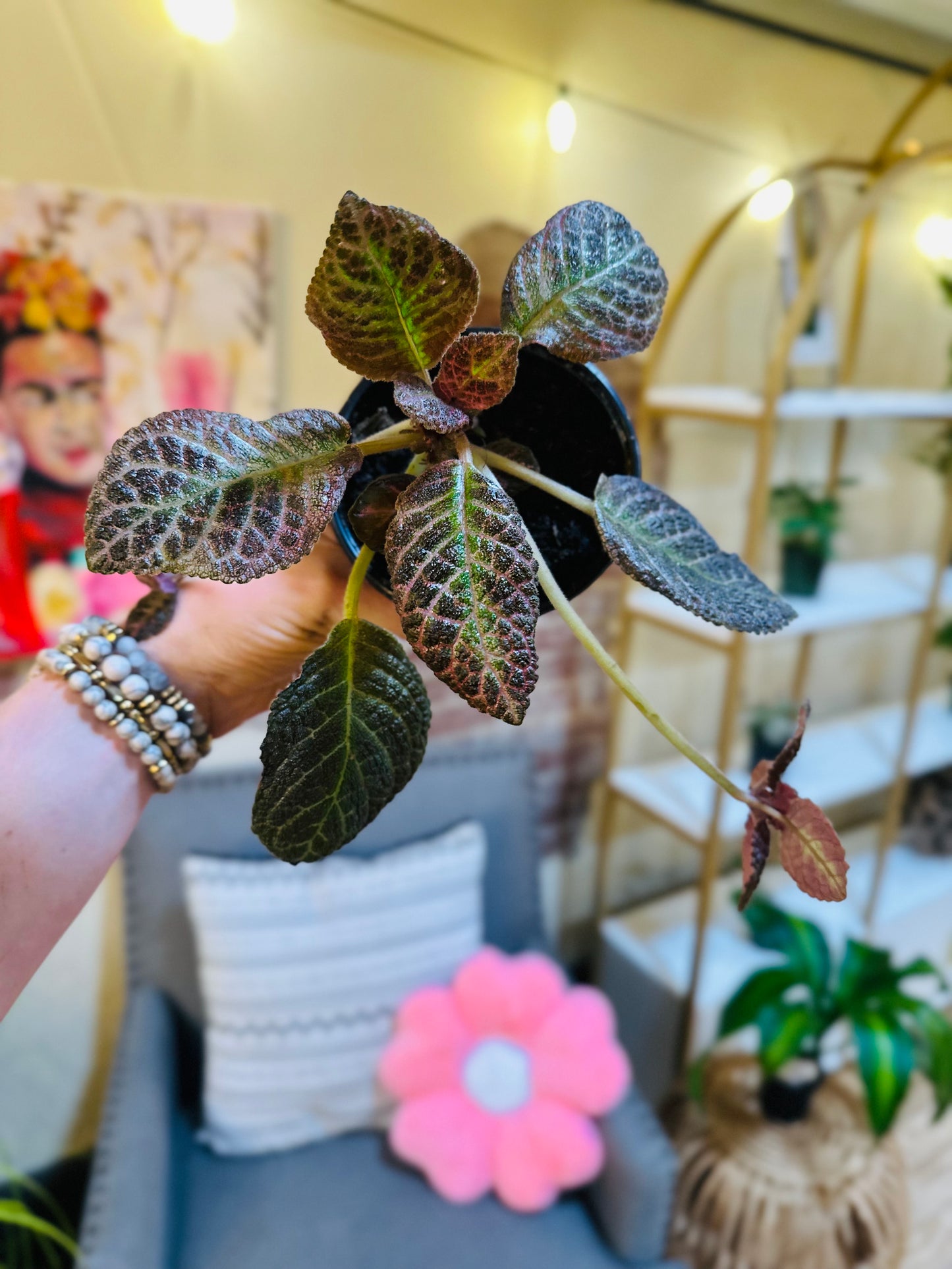 4" Episcia