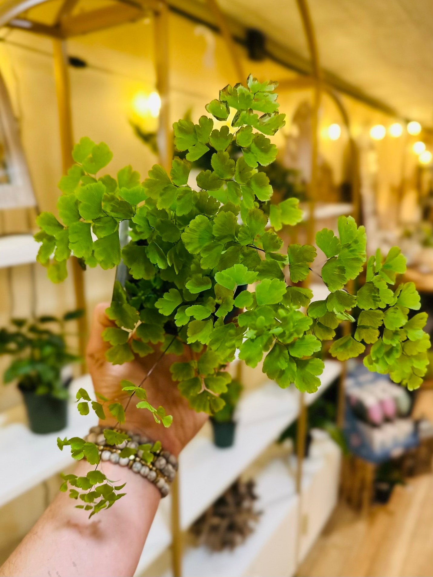 4" Maidenhair Fern