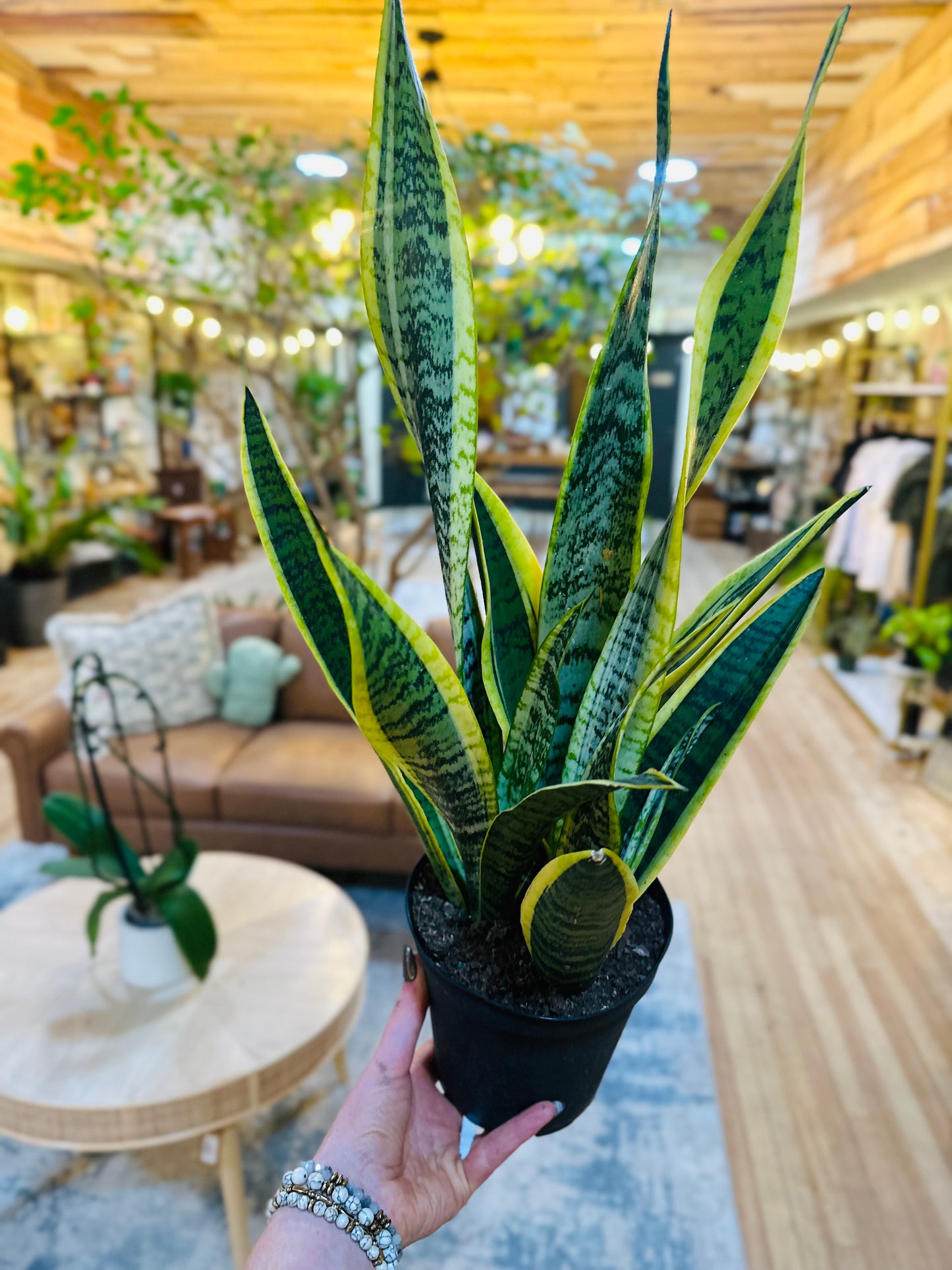 6" Laurentii Snake Plant