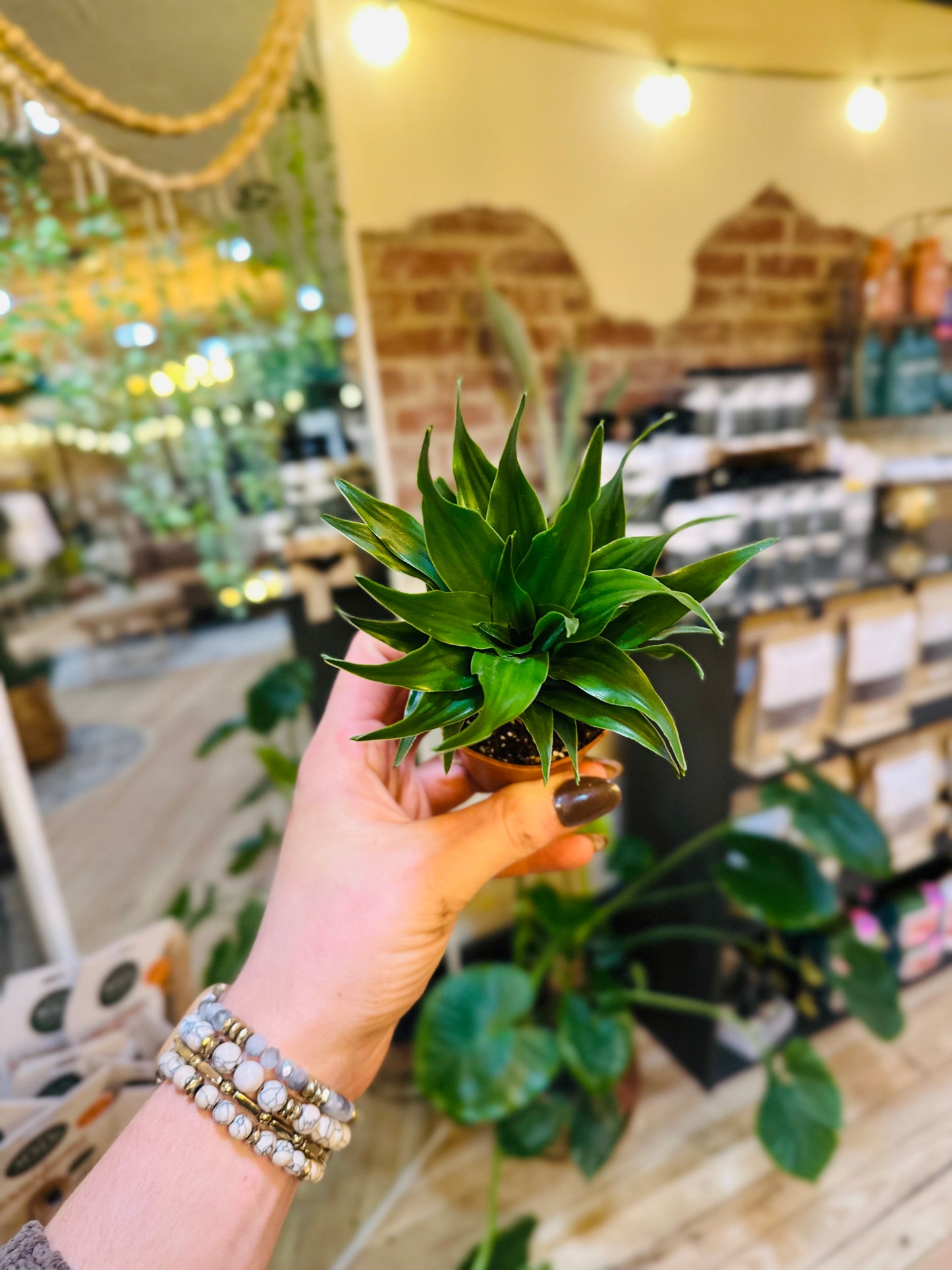 2" Dracaena Janet Craig