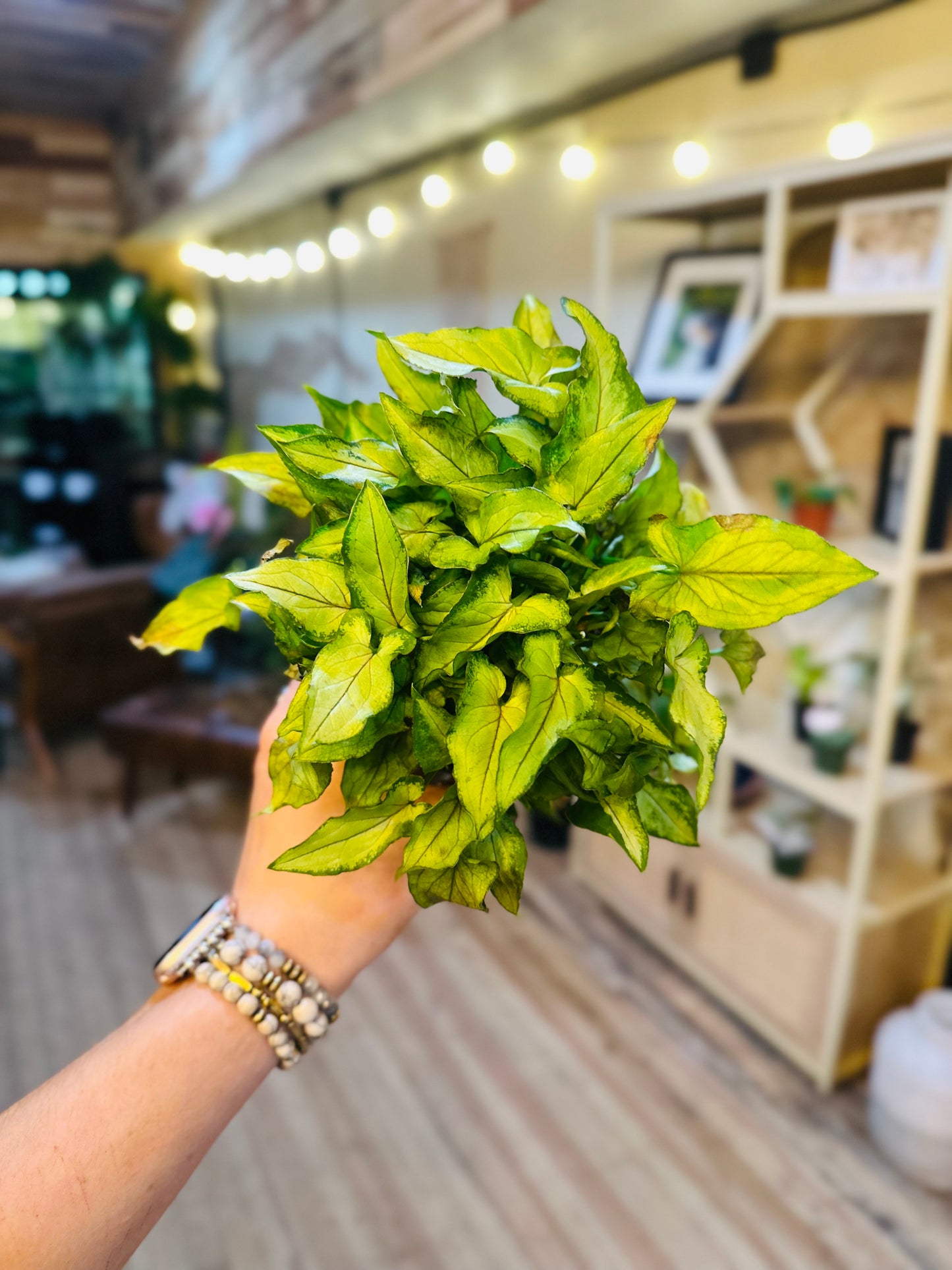 4" Syngonium Orm Manee