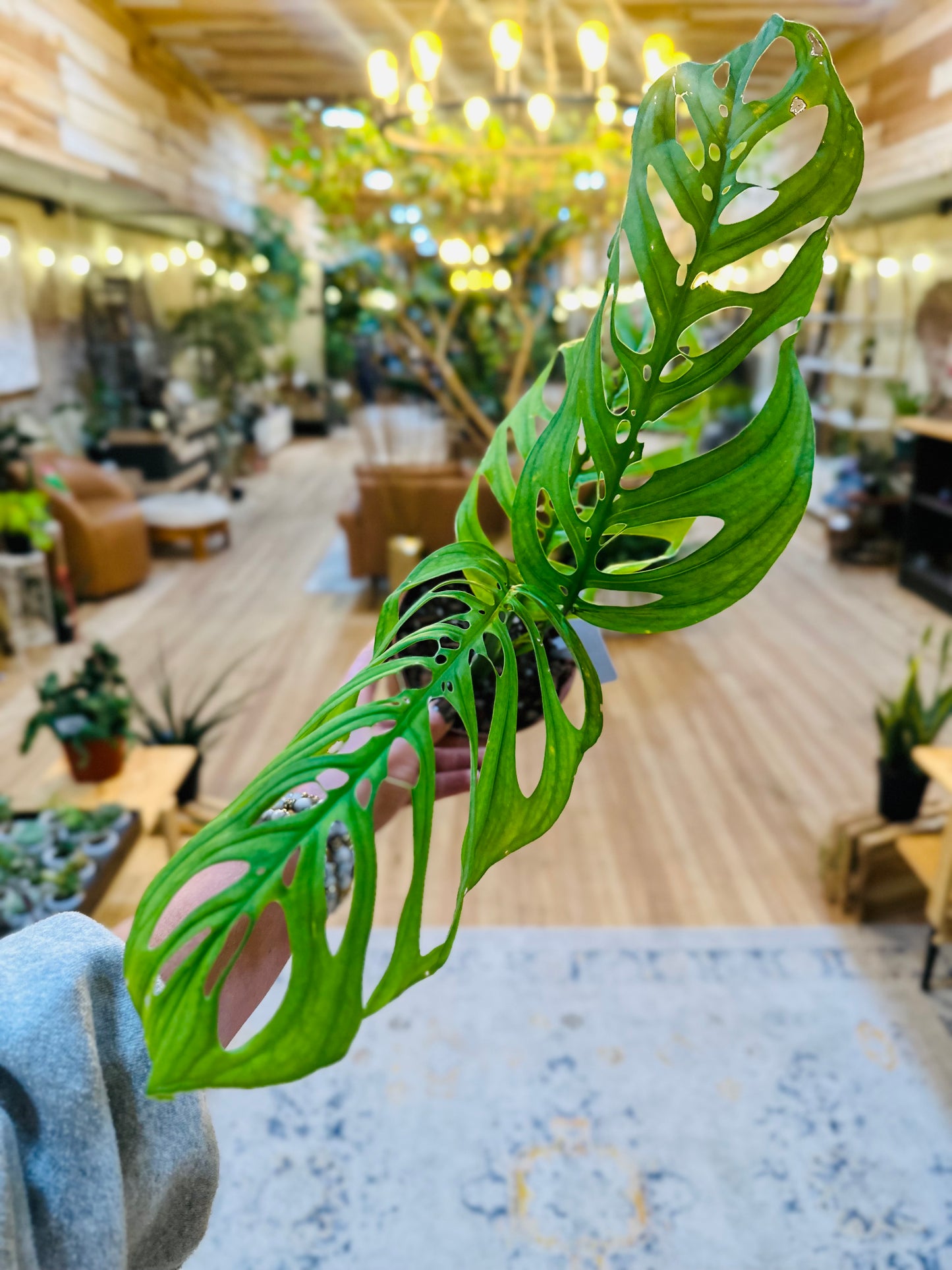 5" Monstera Esqueleto