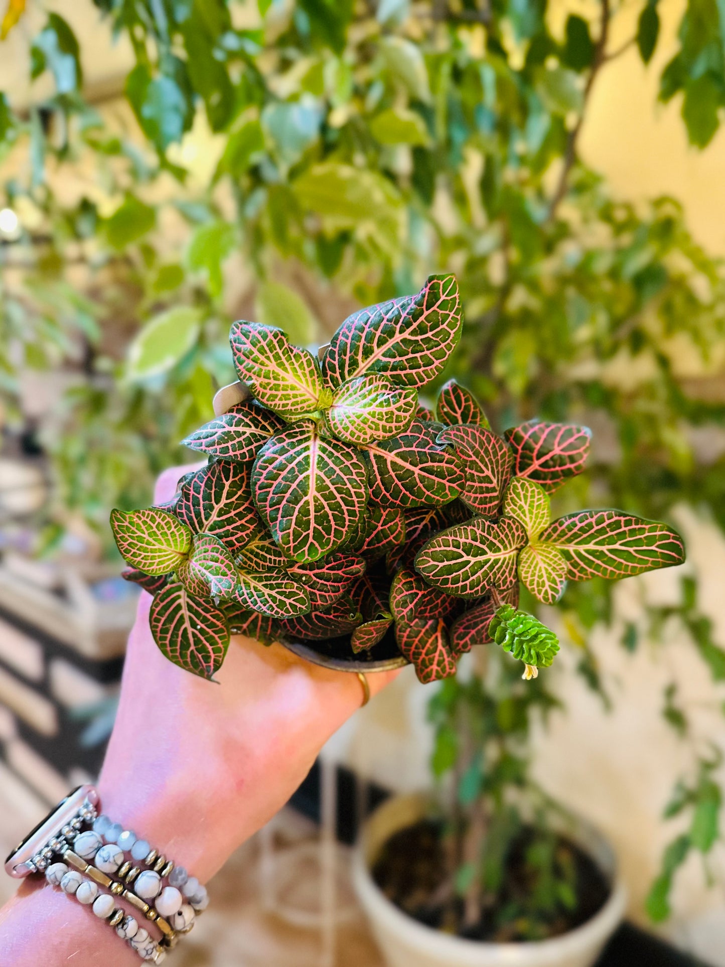 4" Fittonia Pink